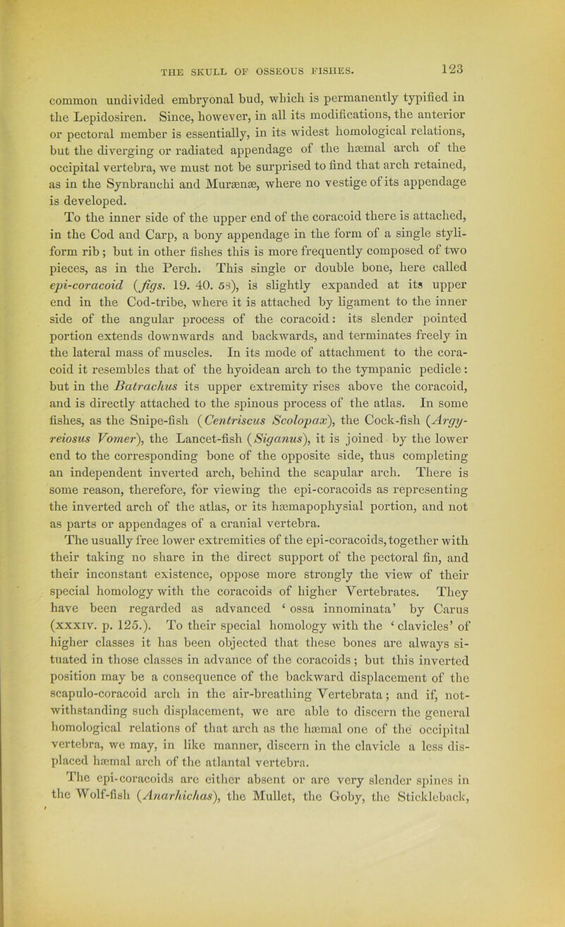 common undivided embryonal bud, wbicb is permanently typified in the Lepidosiren. Since, however, in all its modifications, the anterior or pectoral member is essentially, in its widest homological relations, but the diverging or radiated appendage of the hfemal arch of the occipital vertebra, we must not be surprised to find that arch retained, as in the Synbranchi and Muraenae, where no vestige of its appendage is developed. To the inner side of the upper end of the coracoid there is attached, in the Cod and Carp, a bony appendage in the form of a single styli- form rib; but in other fishes this is more frequently composed of two pieces, as in the Perch. This single or double bone, here called epi-coracoid {Jigs. 19. 40. 5S), is slightly expanded at its upper end in the Cod-tribe, where it is attached by ligament to the inner side of the angular process of the coracoid: its slender pointed portion extends downwards and backwards, and terminates freely in the lateral mass of muscles. In its mode of attachment to the cora- coid it resembles that of the hyoidean arch to the tympanic pedicle: but in the Batrachus its upper extremity rises above the coracoid, and is directly attached to the spinous process of the atlas. In some fishes, as the Snipe-fish (Centriscus Scolopax), the Cock-fish {Argy- reiosus Vomer), the Lancet-fish {Siganus), it is joined by the lower end to the corresponding bone of the opposite side, thus completing an independent inverted arch, behind the scapular arch. There is some reason, therefore, for viewing the epi-coracoids as representing the inverted arch of the atlas, or its hasmapophysial portion, and not as parts or appendages of a cranial vertebra. The usually free lower extremities of the epi-coracoids, together with their taking no share in the direct support of the pectoral fin, and their inconstant existence, oppose more strongly the view of their special homology with the coracoids of higher Vertebrates. They have been regarded as advanced ‘ ossa innominata’ by Carus (xxxiv. p. 125.). To their special homology with the ‘ clavicles’ of higher classes it has been objected that these bones are always si- tuated in those classes in advance of the coracoids; but this inverted position may be a consequence of the backward displacement of the scapulo-coracoid arch in the air-breathing Vertebrata; and if, not- withstanding such displacement, we are able to discern the general homological relations of that arch as the hamial one of the occipital vertebra, we may, in like manner, discern in the clavicle a less dis- placed lucmal arch of the atlantal vertebra. Tlie epi-coracoids are either absent or are very slender spines in the Wolf-fish {Anarhichas), the Mullet, the Goby, the Stickleback,