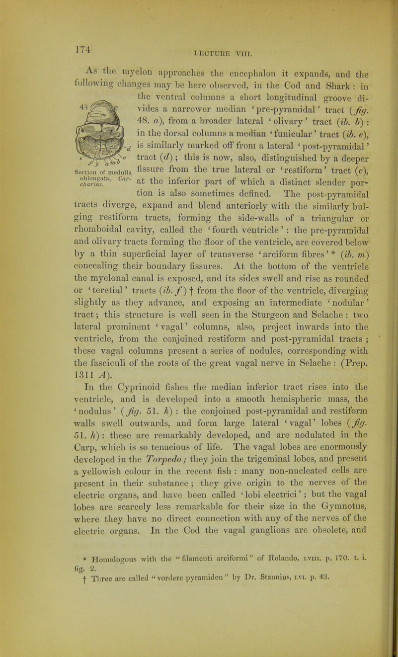 LECTURE VI rr. As the niyelon approaches the encephalon it expands, and tlie lollowing changes may be here observed, in tlie Cod and Shark : in the ventral columns a short longitudinal groove di- vides a narrower median ‘ pre-pyramidal ’ tract {fig. 48. a), from a broader lateral ‘ olivary ’ tract {ih. b) : in the dorsal columns a median ‘ funicular ’ tract {ib. e), is similarly marked off from a lateral ‘ post-pyramidal ’ tract (d) ; this is now, also, distinguished by a deeper Section of medulla fissui’c from the true lateral or ‘ restiform ’ tract (c), ' ‘'it the inferior part of which a distinct slender por- tion is also sometimes defined. The post-pyramidal tracts diverge, expand and blend anteriorly with the similarly bul- ging restiform tracts, forming the side-walls of a triangular or rhoraboidal cavity, called the ‘ fourth ventricle ’ : the pre-pyramidal and olivary tracts forming the floor of the ventricle, are covered below by a thin superficial layer of transverse ‘ arciform fibres ’ * {ib. m) concealing their boundary fissures. At the bottom of the ventricle the myelonal canal is exposed, and its sides swell and rise as rounded or ‘teretial ’ tracts {ib. f') from the floor of the ventricle, diverging slightly as they advance, and exposing an intermediate ‘ nodular ’ tract; this structure is well seen in the Sturgeon and Selache: two lateral prominent ‘ vagal ’ columns, also, project inwards into the ventricle, from the conjoined restiform and post-jiyramidal tracts ; these vagal columns present a series of nodules, corresponding with the fasciculi of the roots of the great vagal nerve in Selache : (Prep. 1311 A). In the Cyprinoid fishes the median inferior tract rises into the ventricle, and is developed into a smooth hemispheric mass, the ‘nodulus’ {fig- 51. k)-. the conjoined post-pyramidal and restiform walls swell outwards, and form large lateral ‘ vagal ’ lobes (fig. 51. h) •. these are remarkably developed, and ai’e nodulated in the Cai’p, which is so tenacious of life. The vagal lobes are enormously developed in the Torpedo; they join the trigeminal lobes, and present a yellowish colour in the recent fish : many non-nucleated cells are present in their substance; they give origin to the nerves of the electric organs, and have been called ‘ lobi electric! ’; but the vagal lobes are scarcely less remarkable for their size in the Gymnotus, where they have no direct connection with any of the nerves of the electric organs. In the Cod the vagal ganglions are obsolete, and » Homologous with the “filament! arciformi” of Rolando, lvui. p. 170. t. i. fig. 2. f Tliree are called “vorderc pyramiden” by Dr. Stannius, i.vi. p. 43.