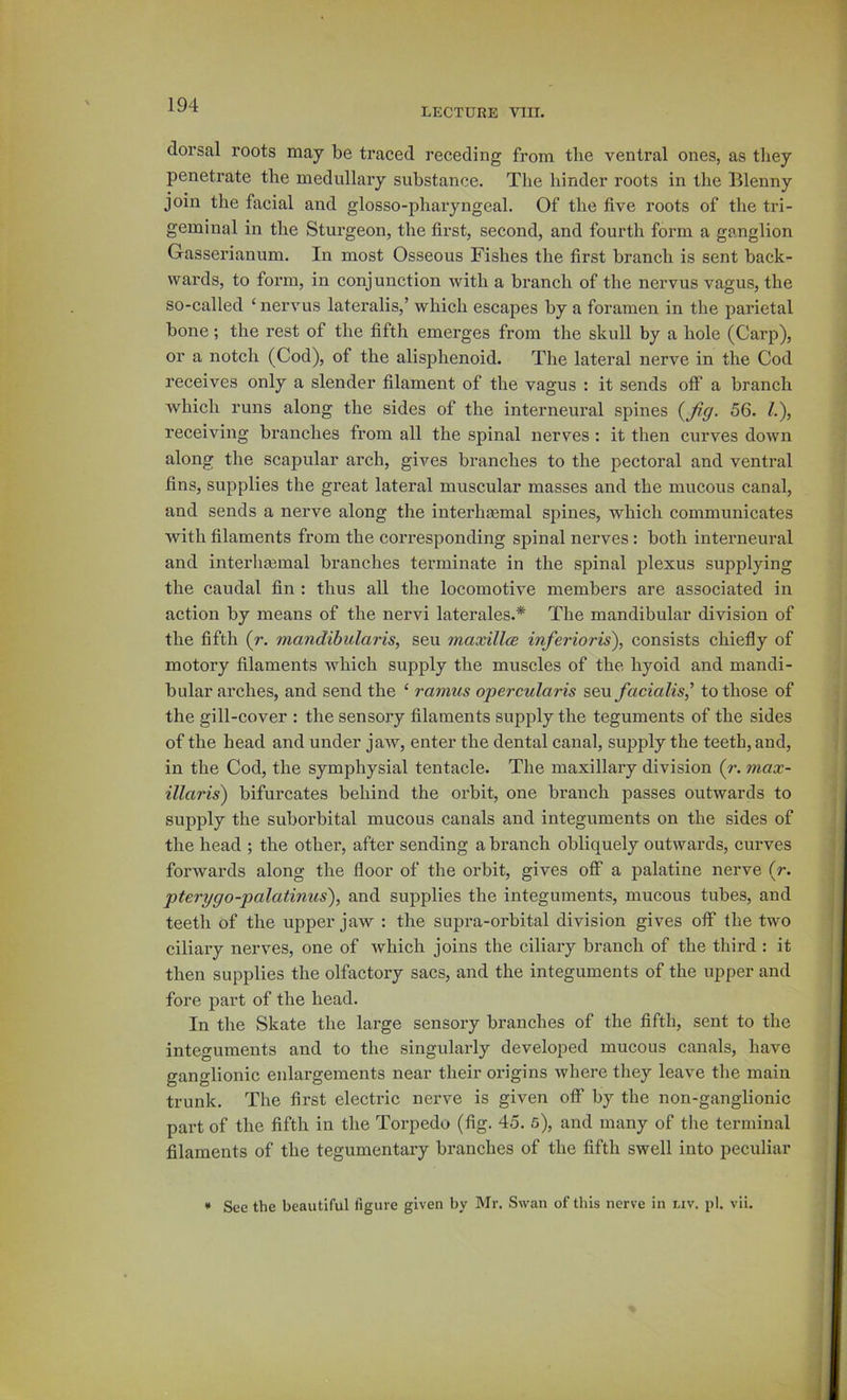 LECTURE Vni. dorsal roots may be traced receding from tlie ventral ones, as tliey penetrate the medullary substance. The hinder roots in the Blenny join the facial and glosso-pharyngeal. Of the five roots of the tri- geminal in the Stui-geon, the first, second, and fourth form a ganglion Gasserianum. In most Osseous Fishes the first branch is sent back- wai’ds, to form, in conjunction with a branch of the nervus vagus, the so-called ‘ nervus lateralis,’ which escapes by a foramen in the parietal hone; the rest of the fifth emerges from the skull by a hole (Carp), or a notch (Cod), of the alisphenoid. The lateral nerve in the Cod receives only a slender filament of the vagus : it sends off a branch which runs along the sides of the interneural spines (yjig. 56. l.\ receiving branches from all the spinal nerves: it then curves down along the scapular arch, gives branches to the pectoral and ventral fins, supplies the great lateral muscular masses and the mucous canal, and sends a nerve along the interhaemal spines, which communicates with filaments from the corresponding spinal nerves: both interneural and interhfemal branches terminate in the spinal plexus supplying the caudal fin: thus all the locomotive members are associated in action by means of the nervi laterales.* The mandibular division of the fifth (r. ma7idibularis, seu maxillcB inferioris\ consists chiefly of motory filaments which supply the muscles of the hyoid and mandi- bular arches, and send the ‘ ramus opercularis seu facialis,' to those of the gill-cover : the sensory filaments supply the teguments of the sides of the head and under jaw, enter the dental canal, supply the teeth, and, in the Cod, the symphysial tentacle. The maxillary division (r. i7iax- illaris) bifurcates behind the orbit, one branch passes outwards to supply the suborhital mucous canals and integuments on the sides of the head ; the other, after sending a branch obliquely outwards, curves forwards along the floor of the oi'bit, gives off a palatine nerve (r. pterygo-palatinus), and supplies the integuments, mucous tubes, and teeth of the upper jaw : the supra-orbital division gives off the two ciliary nerves, one of which joins the ciliary branch of the third : it then supplies the olfactory sacs, and the integuments of the upper and fore part of the head. In the Skate the large sensory branches of the fifth, sent to the integuments and to the singularly developed mucous canals, have ganglionic enlargements near their origins where they leave the main trunk. The first electric nerve is given off by the non-ganglionic part of the fifth in the Torpedo (fig. 45. 5), and many of the terminal filaments of the tegumentary branches of the fifth swell into peculiar See the beautiful figure given by Mr. Swan of this nerve in liv. pi. vii.