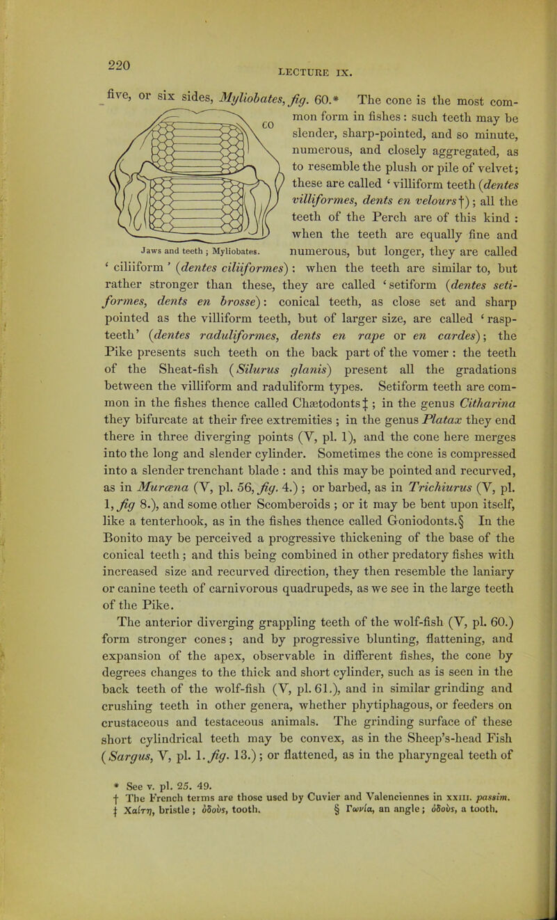 lecture IX. _five, or six sides, Myliohates,Jig. 60.* The cone is the most com- mon form in fishes: such teeth may be slender, sharp-pointed, and so minute, numerous, and closely aggregated, as to resemble the plush or pile of velvet; these are called ‘ villiform teeth {dentes villiformes, dents en velours\)\ all the teeth of the Perch are of this kind : when the teeth are equally fine and Jaws and teeth; Myliobates. numerous, but longer, they are called ‘ ciliiform ’ {dentes ciliiformes^ : when the teeth are similar to, but rather stronger than these, they are called ‘setiform {dentes seti- formes, dents en brosse): conical teeth, as close set and sharp pointed as the villiform teeth, but of larger size, are called ‘ rasp- teeth’ {dentes radidiform.es, dents en rape or en Gardes')-, the Pike presents such teeth on the back part of the vomer : the teeth of the Sheat-fish {Silurus glanis) present all the gradations between the villiform and raduliform types. Setiform teeth are com- mon in the fishes thence called ChEetodonts|; in the genus Citharina they bifurcate at their free extremities ; in the genus Platax they end there in three diverging points (V, pi. 1), and the cone here merges into the long and slender cylinder. Sometimes the cone is compressed into a slender trenchant blade : and this maybe pointed and recurved, as in Murcena (V, pi. 56, fig, 4.) ; or barbed, as in Trichiurus (V, pi. \,fig 8.), and some other Scomberoids ; or it may be bent upon itself, like a tenterhook, as in the fishes thence called Goniodonts.§ In the Bonito may be perceived a progressive thickening of the base of the conical teeth; and this being combined in other predatory fishes with increased size and recurved direction, they then resemble the laniary or canine teeth of carnivorous quadrupeds, as we see in the large teeth of the Pike. The anterior diverging grappling teeth of the wolf-fish (V, pi. 60.) form stronger cones; and by progressive blunting, flattening, and expansion of the apex, observable in different fishes, the cone by degrees changes to the thick and short cylinder, such as is seen in the back teeth of the wolf-fish (V, pi. 61.), and in similar grinding and crushing teeth in other genera, whether phytiphagous, or feeders on crustaceous and testaceous animals. The grinding surface of these short cylindrical teeth may be convex, as in the Sheep’s-head Fish {Sargtis, V, pi. l,fiff- 13.); or flattened, as in the pharyngeal teeth of • See V. pi. 25. 49. I The French terms are those used by Cuvier and Valenciennes in xxiii. passim. ^ Xalrr], bristle ; oSoi/s, tooth. § rwvla, an angle; oSovs, a tooth.