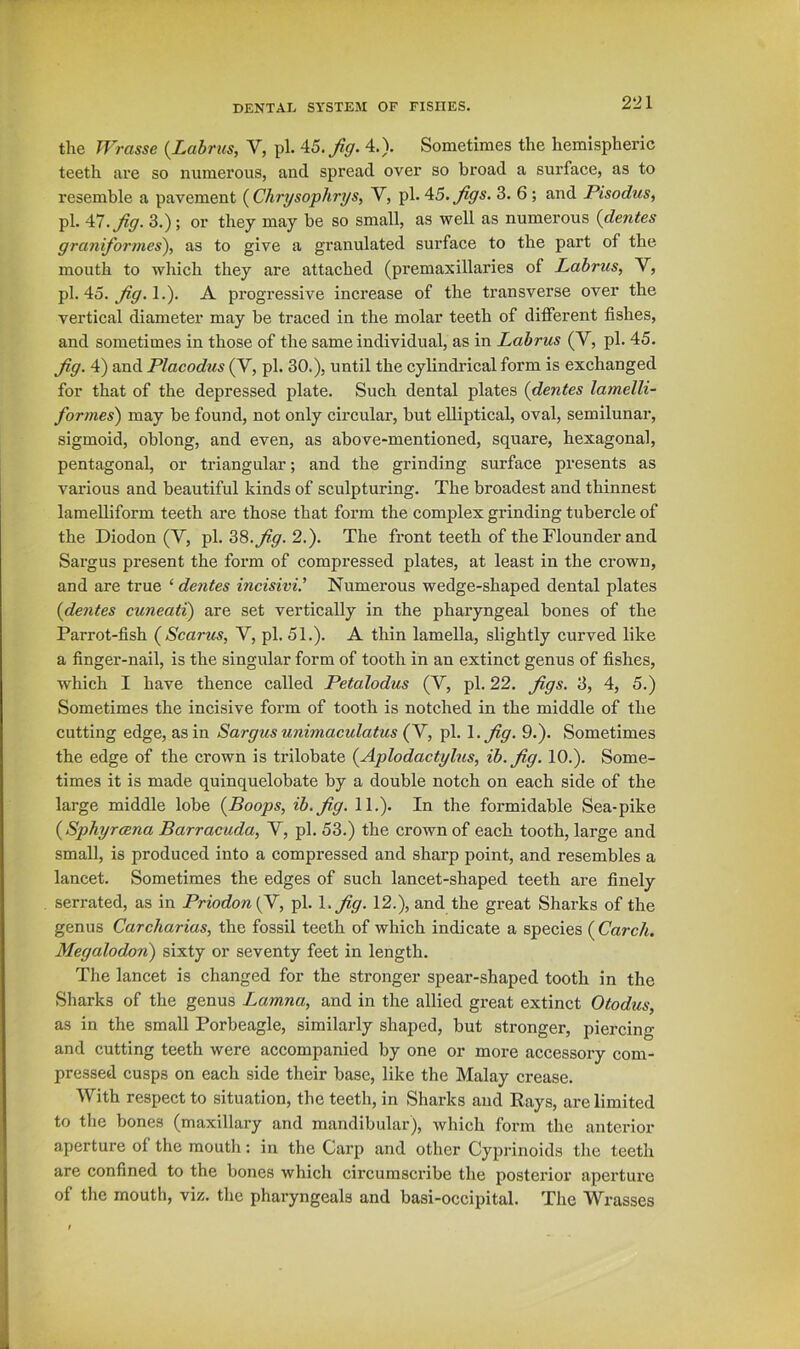 the Wrasse {Labrus, V, pi. AS.Jig. 4.). Sometimes the hemispheric teeth are so numerous, and spread over so broad a surface, as to resemble a pavement {Chrysophrys, V, pi. AS.figs. 3. 6 ; and Pisodus, pi. 47. ^g. 3.); or they may be so small, as well as numerous {dentes graniformes'), as to give a granulated surface to the part of the mouth to which they are attached (premaxillaries of Labrus, V, pi. 45. 1.). A progressive increase of the transverse over the vertical diameter may be traced in the molar teeth of different fishes, and sometimes in those of the same individual, as in Labrus (V, pi. 45. Jig. 4) and Placodus (V, pi. 30.), until the cylindrical form is exchanged for that of the depressed plate. Such dental plates {dentes lamelli- formes) may be found, not only circular, but elliptical, oval, semilunar, sigmoid, oblong, and even, as above-mentioned, square, hexagonal, pentagonal, or triangular; and the grinding surface presents as various and beautiful kinds of sculpturing. The broadest and thinnest lamelliform teeth are those that form the complex grinding tubercle of the Diodon (V, pi. 3S.Jig. 2.). The front teeth of the Flounder and Sargus present the form of compressed plates, at least in the crown, and are true ‘ dentes incisivV Numerous wedge-shaped dental plates {dentes cuneati) are set vertically in the pharyngeal bones of the Parrot-fish (Scarus, V, pi. 51.). A thin lamella, slightly curved like a finger-nail, is the singular form of tooth in an extinct genus of fishes, which I have thence called Petalodus (V, pi. 22. Jigs. 3, 4, 5.) Sometimes the incisive form of tooth is notched in the middle of the cutting edge, as in Sargus unimaculatus (V, pi. \ .Jig. 9.). Sometimes the edge of the crown is trilobate {^Aplodactylus, ib.Jig. 10.). Some- times it is made quinquelobate by a double notch on each side of the large middle lobe {^Boops, ib.Jig. 11.). In the formidable Sea-pike {^Sphyrcena Barracuda, V, pi. 53.) the crown of each tooth, large and small, is produced into a compressed and sharp point, and resembles a lancet. Sometimes the edges of such lancet-shaped teeth are finely serrated, as in Priodon (V, pi. l.y?y. 12.), and the great Sharks of the genus Carcharias, the fossil teeth of which indicate a species ( Carch. Megalodon) sixty or seventy feet in length. The lancet is changed for the stronger spear-shaped tooth in the Sharks of the genus Lamna, and in the allied great extinct Otodus, as in the small Porbeagle, similarly shaped, but stronger, piercing and cutting teeth were accompanied by one or more accessory com- pressed cusps on each side their base, like the Malay crease. With respect to situation, the teeth, in Sharks and Rays, are limited to tlie bones (maxillary and mandibular), which form the anterior aperture of the mouth: in the Carp and other Cyprinoids the teeth are confined to the bones which circumscribe the posterior aperture of the mouth, viz. the pharyngeals and basi-occipital. The Wrasses