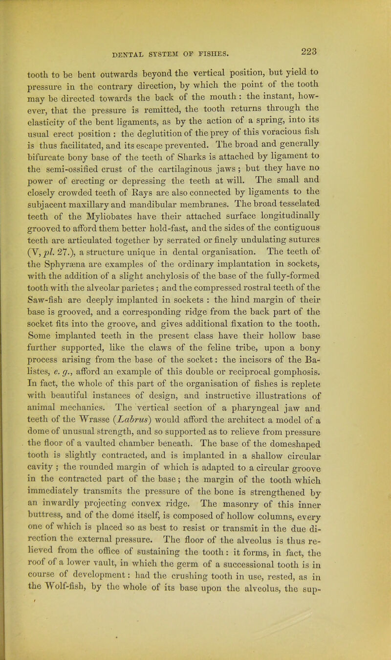 tooth to be bent outwards beyond the vertical position, but yield to pressure in the contrary direction, by which the point of the tooth may be directed towards the back of the mouth: the instant, how- ever, that the pressure is remitted, the tooth returns through the elasticity of the bent ligaments, as by the action of a spring, into its usual erect position : the deglutition of the prey of this voracious fish is thus facilitated, and its escape prevented. The broad and generally bifurcate bony base of the teeth of Sharks is attached by ligament to the semi-ossified crust of the cartilaginous jaws ; but they have no power of erecting or depressing the teeth at will. The small and closely crowded teeth of Rays are also connected by ligaments to the subjacent maxillary and mandibular membranes. The broad tesselated teeth of the Myliobates have their attached surface longitudinally grooved to afford them better hold-fast, and the sides of the contiguous teeth are ai’ticulated together by serrated or finely undulating sutures (V, pi. 27.), a structure unique in dental organisation. The teeth of the Sphyrtena are examples of the ordinary implantation in sockets, with the addition of a slight anchylosis of the base of the fully-formed tooth with the alveolar parietes; and the compressed rostral teeth of the Saw-fish are deeply implanted in sockets : the hind margin of their base is grooved, and a corresponding ridge from the back part of the socket fits into the groove, and gives additional fixation to the tooth. Some implanted teeth in the present class have their hollow base further supported, like the claws of the feline tribe, upon a bony process arising from the base of the socket: the incisors of the Ba- listes, e. g., afford an example of this double or reciprocal gomphosis. In fact, the whole of this part of the organisation of fishes is replete with beautiful instances of design, and instructive illustrations of animal mechanics. The vertical section of a pharyngeal jaw and teeth of the Wrasse {Labrus) would afford the architect a model of a dome of unusual strength, and so supported as to relieve from pressure the floor of a vaulted chamber beneath. The base of the domeshaped tooth is slightly contracted, and is implanted in a shallow circular cavity ; the rounded margin of which is adapted to a circular groove in the contracted part of the base; the margin of the tooth which immediately transmits the pressure of the bone is strengthened by an inwardly projecting convex ridge. The masonry of this inner buttress, and of the dome itself, is composed of hollow columns, every one of which is placed so as best to resist or transmit in the due di- rection the external pressure. The floor of the alveolus is thus re- lieved from the office of sustaining the tooth: it forms, in fact, the roof of a lower vault, in which the germ of a successional tooth is in course of development: had the crushing tooth in use, rested, as in the Wolf-fish, by the whole of its base upon the alveolus, the sup-