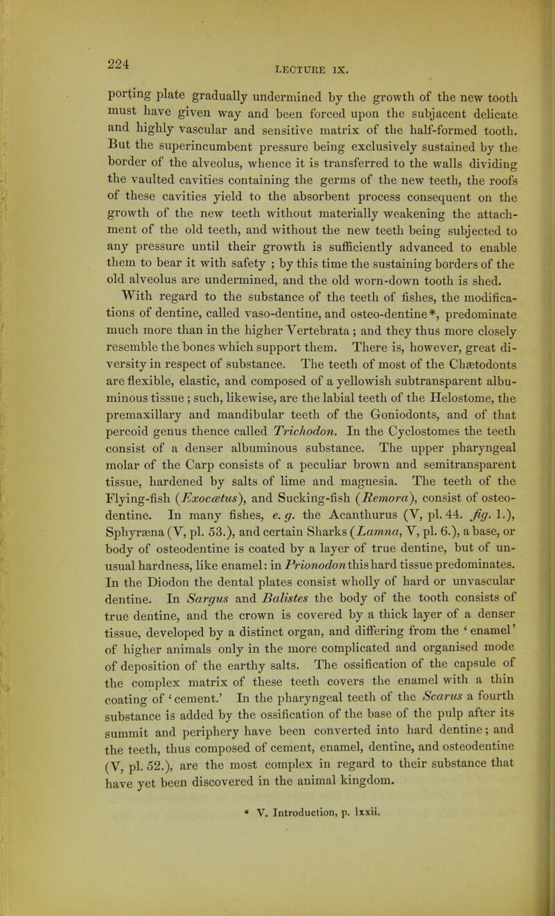 lecture IX. porting plate gradually undermined by the growth of the new tooth must have given way and been forced upon the subjacent delicate and highly vascular and sensitive matrix of the half-formed tooth. But the superincumbent pressure being exclusively sustained by the border of the alveolus, whence it is transferred to the walls dividing the vaulted cavities containing the germs of the new teeth, the roofs of these cavities yield to the absorbent process consequent on the growth of the new teeth without materially weakening the attach- ment of the old teeth, and without the new teeth being subjected to any pressure until their growth is sufficiently advanced to enable them to bear it with safety ; by this time the sustaining borders of the old alveolus are undermined, and the old worn-down tooth is shed. With regard to the substance of the teeth of fishes, the modifica- tions of dentine, called vaso-dentine, and osteo-dentine*, predominate much more than in the higher Vertebrata; and they thus more closely resemble the bones which support them. There is, however, great di- versity in respect of substance. The teeth of most of the Chsetodonts are flexible, elastic, and composed of a yellowish subtransparent albu- minous tissue; such, likewise, are the labial teeth of the Helostome, the premaxillary and mandibular teeth of the Goniodonts, and of that percoid genus thence called Trichodon. In the Cyclostomes the teeth consist of a denser albuminous substance. The upper pharyngeal molar of the Carp consists of a peculiar brown and semitransparent tissue, hardened by salts of lime and magnesia. The teeth of the Flying-fish (^Exoccetus), and Sucking-fish (^Remora), consist of osteo- dentine. In many fishes, e. g. the Acanthurus (V, pi. 44. Jig. 1.), Sphyraena (V, pi. 53.), and certain Sharks {Lamna, V, pi. 6.), abase, or body of osteodentine is coated by a layer of true dentine, but of un- usual hardness, like enamel: in Prionodont\n^\\w6. tissue predominates. In the Diodon the dental plates consist wholly of hard or unvascular dentine. In Sargus and Batistes the body of the tooth consists of true dentine, and the crown is covered by a thick layer of a denser tissue, developed by a distinct organ, and differing from the ‘ enamel’ of higher animals only in the more complicated and organised mode of deposition of the earthy salts. The ossification of the capsule of the complex matrix of these teeth covers the enamel with a thin coating of ‘ cement.’ In the pharyngeal teeth of the Scarus a fourth substance is added by the ossification of the base of the pulp after its summit and periphery have been converted into hard dentine; and the teeth, thus composed of cement, enamel, dentine, and osteodentine (V, pi. 52.), are the most complex in regard to their substance that have yet been discovered in the animal kingdom. * V. Introduction, p. Ixxii.