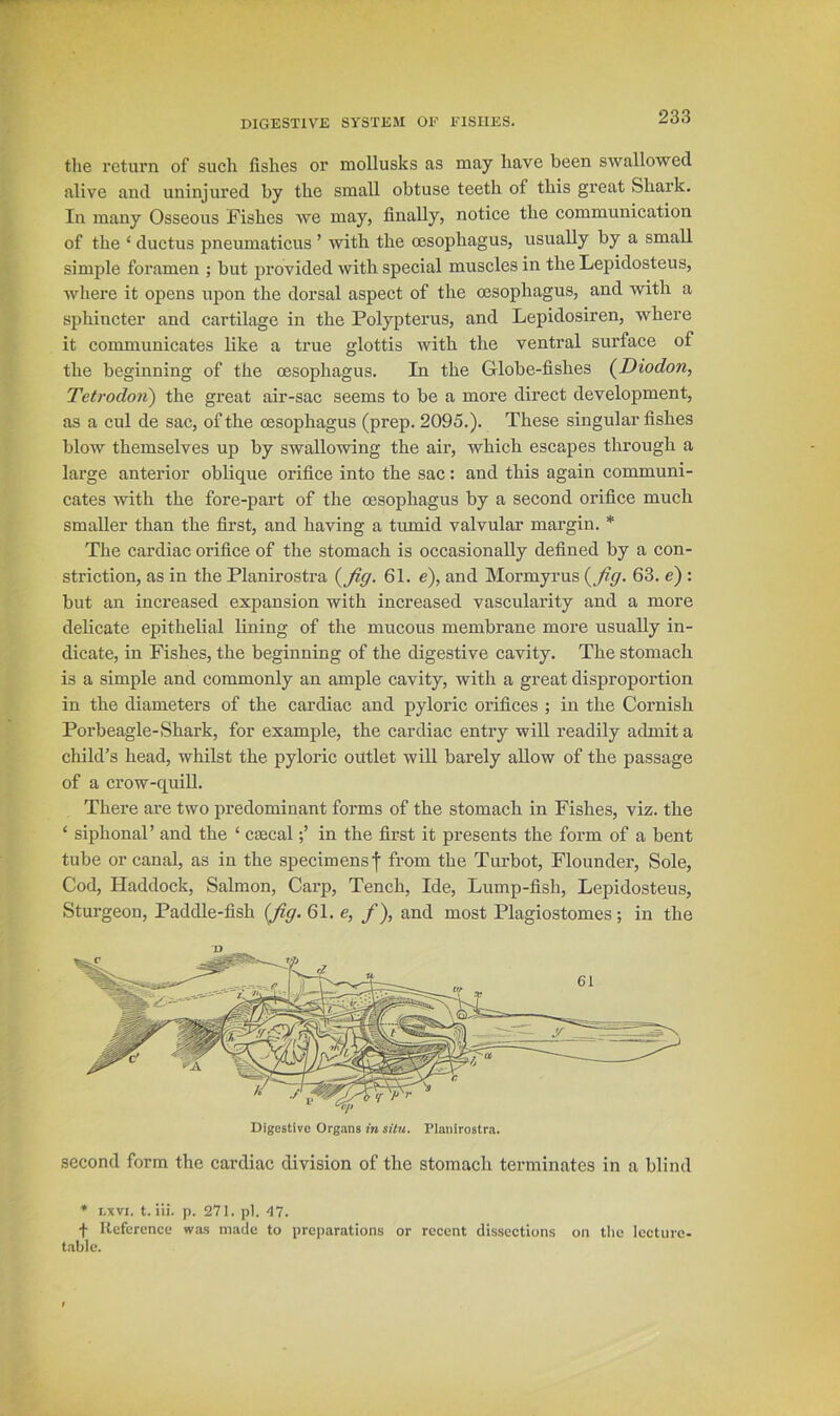 tlie return of such fishes or mollusks as may have been swallowed alive and uninjured by the small obtuse teeth of this great Shark. In many Osseous Fishes we may, finally, notice the communication of the ‘ ductus pneumaticus ’ with the oesophagus, usually by a small simple foramen ; but provided with special muscles in the Lepidosteus, where it opens upon the dorsal aspect of the oesophagus, and with a siihincter and cartilage in the Polypterus, and Lepidosiren, where it communicates like a true glottis with the ventral surface of the beginning of the oesophagus. In the Globe-fishes {Diodon, Tetrodori) the great air-sac seems to be a more direct development, as a cul de sac, of the oesophagus (prep. 2095.). These singular fishes blow themselves up by swallowing the air, which escapes through a large anterior oblique orifice into the sac: and this again communi- cates with the fore-part of the oesophagus by a second orifice much smaller than the first, and having a tumid valvular margin. * The cardiac orifice of the stomach is occasionally defined by a con- striction, as in the Planirostra (yfig. 61. e), and Mormyrus (yfig. 63. e) : but an increased expansion with increased vascularity and a more delicate epithelial lining of the mucous membrane more usually in- dicate, in Fishes, the beginning of the digestive cavity. The stomach is a simple and commonly an ample cavity, with a great disproportion in the diameters of the cardiac and pyloric orifices ; in the Cornish Porbeagle-Shark, for example, the cardiac entry will readily admit a child’s head, whilst the pyloric outlet will barely allow of the passage of a crow-quill. There are two predominant forms of the stomach in Fishes, viz. the ‘ siphonaP and the ‘ cmcalin the first it presents the form of a bent tube or canal, as in the specimens f from the Turbot, Flounder, Sole, Cod, Haddock, Salmon, Carp, Tench, Ide, Lump-fish, Lepidosteus, Sturgeon, Paddle-fish {Jig. 61. e, /), and most Plagiostomes; in the D second form the cardiac division of the stomach terminates in a blind * i.xvi. t. iii. p. 271. pi. 47. f llcfcrcnce was made to preparations or recent dissections on tlic lecture- table.