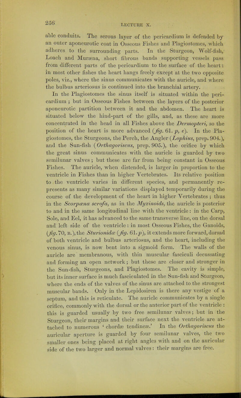 LECTURE X. able conduits. The serous layer of the pericardium is defended by an outer aponeurotic coat in Osseous Fishes and Plagiostomes, Avhicli adheres to the surrounding parts. In the Sturgeon, Wolf-fish, Loach and Murtena, short fil^rous bands supporting vessels pass from different parts of the pericardium to the sui'face of the heart: in most other fishes the heart hangs freely except at the two opposite poles, viz., where the sinus communicates with the auricle, and where the bulbus arteriosus is continued into the branchial artery. In the Plagiostomes the sinus itself is situated within the peri- cardium ; but in Osseous Fishes between the layers of the posterior aponeurotic partition between it and the abdomen. The heart is situated below the hind-part of the gills, and, as these are more concentrated in the head in all Fishes above the Dermopteri, so the position of the heart is more advanced {Jig. 61. e). In the Pla- giostomes, the Sturgeons, the Pei’ch, the Angler {Lophius, prep. 904.), and the Sun-fish {Orthagoriscus, prep. 905.), the orifice by which the great sinus communicates with the auricle is guarded by two semilunar valves ; but these are far from being constant in Osseous Fishes. The auricle, when distended, is larger in proportion to the ventricle in Fishes than in higher Vertebrates. Its relative position to the ventricle varies in different species, and permanently re- presents as many similar variations displayed temporarily during the course of the development of the heart in higher Vertebrates ; thus in the Scorpcena scrofa, as in the Myxinoids, the auricle is posterior to and in the same longitudinal line with the ventricle: in the Carp, Sole, and Eel, it has advanced to the same transverse line, on the dorsal and left side of the ventricle: in most Osseous Fishes, the Ganoids, {jig. 70, B.),the Sturionidcn {Jig- 61.it extends more forward, dorsad of both ventricle and bulbus arteriosus, and the heart, including the venous sinus, is now bent into a sigmoid form. The walls of the auricle are membranous, with thin muscular fasciculi decussating and forming an open network; but these are closer and stronger in the Sun-fish, Sturgeons, and Plagiostomes. The cavity is simple, but its inner surface is much fasciculated in the Sun-fish and Sturgeon, where the ends of the valves of the sinus are attached to the strongest muscular bands. Only in the Lepidosiren is there any vestige of a septum, and this is reticulate. The auricle communicates by a single orifice, commonly with the dorsal or the anterior part of the ventricle : this is guarded usually by two free semilunar valves; but in the Sturgeon, their margins and their surface next the ventricle are at- tached to numerous ‘ chordai tendineae.’ In the Orthagoriscus the auricular aperture is guarded by four semilunar valves, the two smaller ones being placed at right angles with and on the auricular side of the two larger and normal valves: their margins are free.