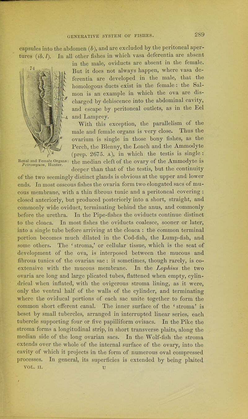 capsules into the abdomen (b), and are excluded by the peritoneal aper- tui'es {ib. I). In all other fishes in which vasa deferentia are absent in the male, oviducts are absent in the female. But it does not always happen, where vasa de- ferentia are developed in the male, that the homologous ducts exist in the female : the Sal- mon is an example in which the ova are dis- charged by dehiscence into the abdominal cavity, and escape by peritoneal outlets, as in the Eel and Lamprey. With this exception, the parallelism of the male and female organs is very close. Thus the ovarium is single in those bony fishes, as the Perch, the Blenny, the Loach and the Ammodyte (prep. 2675. a), in which the testis is single : the median cleft of the ovary of the Ammodyte is deeper than that of the testis, but the continuity of the two seemingly distinct glands is obvious at the upper and lower ends. In most osseous fishes the ovaria form two elongated sacs of mu- cous membrane, with a thin fibrous tunic and a peritoneal covering : closed anteriorly, but produced posteriorly into a short, straight, and commonly wide oviduct, terminating behind the anus, and commonly before the urethra. In the Pipe-fishes the oviducts continue distinct to the cloaca. In most fishes the oviducts coalesce, sooner or later, into a single tube before arriving at the cloaca : the common terminal portion becomes much dilated in the Cod-fish, the Lump-fish, and some others. The ‘ stroma,’ or cellular tissue, which is the seat of development of the ova, is interposed between the mucous and fibrous tunics of the ovarian sac : it sometimes, though rarely, is co- extensive with the mucous membrane. In the Lophius the two ovaria are long and large plicated tubes, fiattened when empty, cylin- drical when inflated, with the ovigerous stroma lining, as it were, only the ventral half of the walls of the cylinder, and terminating where the oviducal portions of each sac unite together to form the common short efferent canal. The inner surface of the ‘ stroma’ is beset by small tubercles, arranged in interrupted linear series, each tubercle supporting four or five papilliform ovisacs. In the Pike the stroma forms a longitudinal strip, in short transverse plaits, along the median side of the long ovarian sacs. In the Wolf-fish the stroma extends over the whole of the internal surface of the ovary, into the cavity of which it projects in the form of numerous oval compressed processes. In general, its superficies is extended by being plaited VOL. II. u Renal and Female Organs: Pelro7fij/zoni Hunter. t