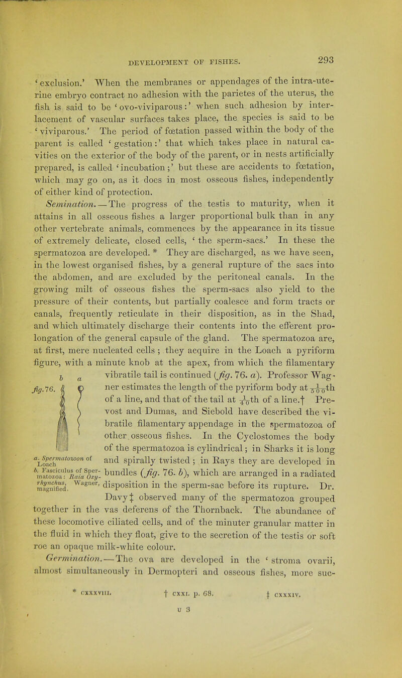 ‘ exclusion.’ When the membranes or appendages of the intra-ute- riue embryo contract no adhesion witli the parietes of the uterus, the fish is said to be ‘ ovo-viviparous: ’ when such adhesion by inter- lacement of vascular surfaces takes place, the species is said to be ‘ viviparous.’ The period of foetation passed within the body of the parent is called ‘gestation:’ that which takes place in natural ca- vities on the exterior of the body of the parent, or in nests artificially prejjared, is called ‘incubation;’ but these are accidents to foetation, which may go on, as it does in most osseous fishes, independently of either kind of protection. Semination. — Tlie progress of the testis to maturity, Avhen it attains in all osseous fishes a larger proportional bulk than in any other vertebrate animals, commences by the appearance in its tissue of extremely delicate, closed cells, ‘ the sperm-sacs.’ In these the spermatozoa are developed. * They are discharged, as we have seen, in the lowest organised fishes, by a general rupture of the sacs into the abdomen, and are excluded by the peritoneal canals. In the growing milt of osseous fishes the sperm-sacs also yield to the pressure of their contents, but partially coalesce and form tracts or canals, frequently reticulate in their disposition, as in the Shad, and which ultimately discharge their contents into the efferent pro- longation of the general capsule of the gland. The spermatozoa are, at first, mere nucleated cells ; they acquire in the Loach a pyriform figure, with a minute knob at the apex, from which the filamentary vibratile tail is continued 76. a). Professor Wag- ner estimates the length of the pyriform body at ^-^th of a line, and that of the tail at ^th of a line.f Pre- vost and Dumas, and Siebold have described the vi- bratile filamentary appendage in the spermatozoa of other, osseous fishes. In the Cyclostomes the body of the spermatozoa is cylindrical; in Sharks it is long and spirally twisted ; in Rays they are developed in bundles (/<7. 76- d), which are arranged in a radiated disposition in the sperm-sac before its rupture. Dr. DavyJ observed many of the spermatozoa grouped together in the vas deferens of the Tliornback. The abundance of these locomotive ciliated cells, and of the minuter granular matter in the fluid in which they float, give to the secretion of the testis or soft roe an opaque milk-white colour. Germination. — 'J’he ova are developed in the ‘ stroma ovarii, almost simultaneously in Dermopteri and osseous fishes, more suc- a. Spermatoxoon of Loach rxxxviii.