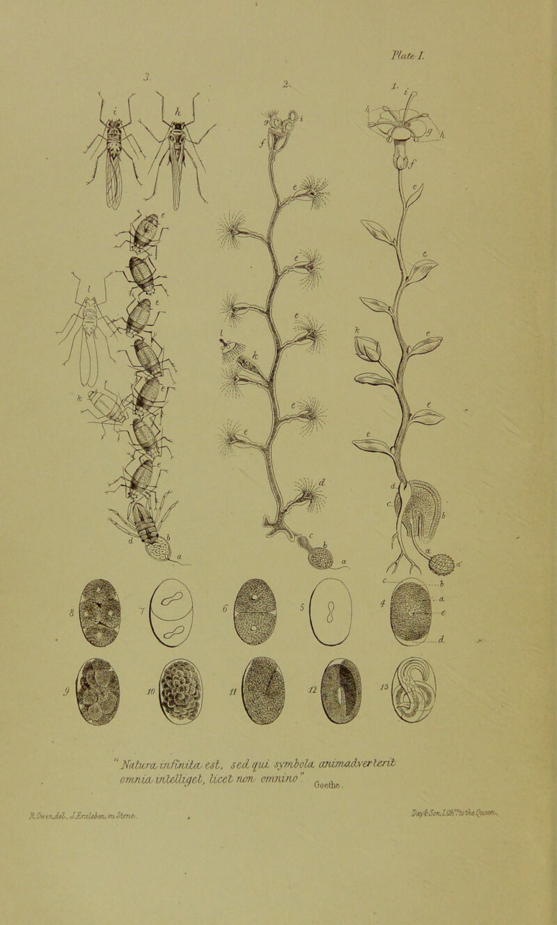 Plate J.  Na.tu.ra, infinihb est. seclrfui symbola animadyerterib omnia, mlettu/el, Licet rum, omnirw G ^ KOwtnjlsl- J.RrxLeieiu, m Stone. Dcoft Son,L Oh™to Ox Queen,.