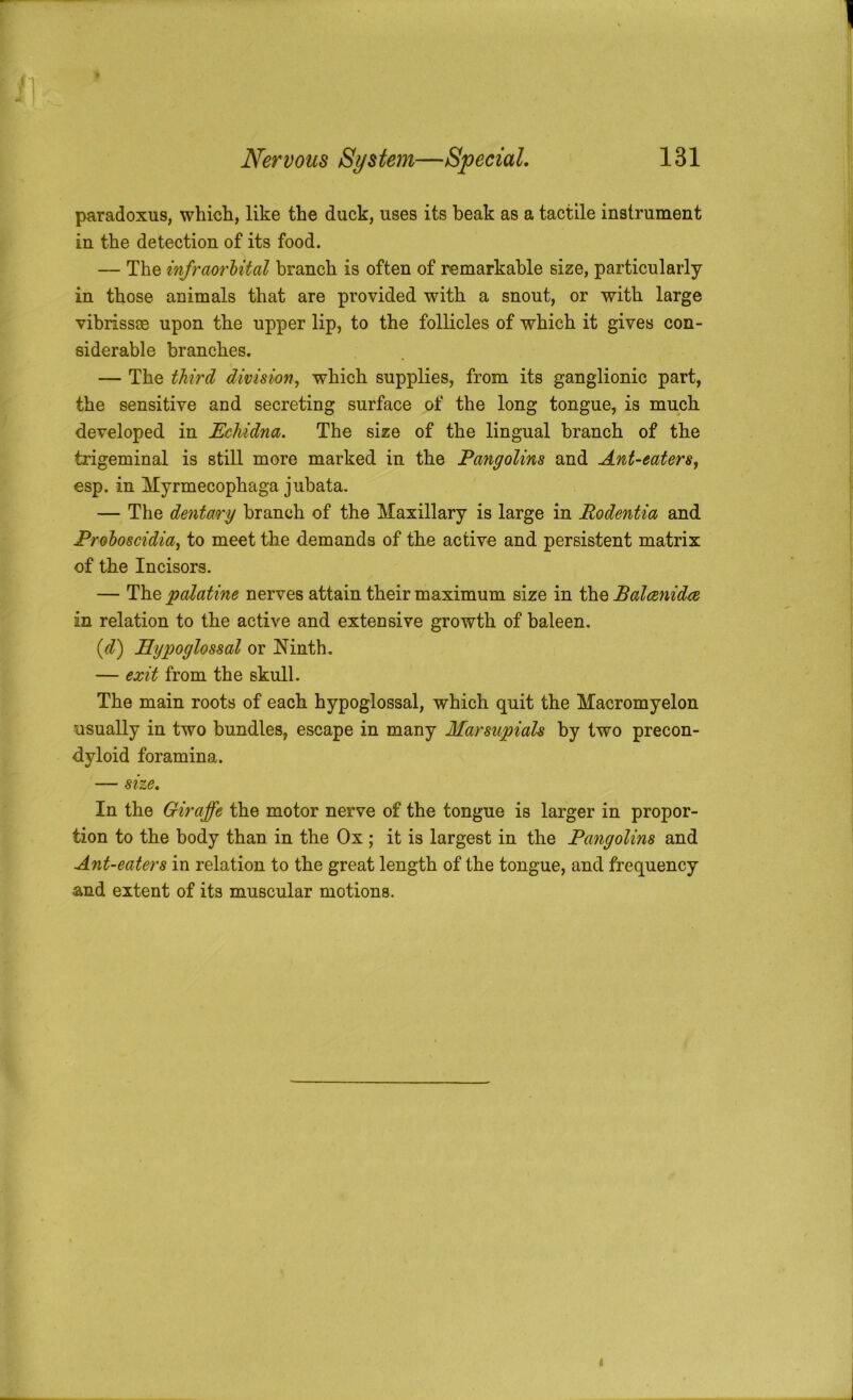paradoxus, which, like the duck, uses its beak as a tactile instrument in the detection of its food. — The infraorbital branch is often of remarkable size, particularly in those animals that are provided with a snout, or with large vibrissae upon the upper lip, to the follicles of which it gives con- siderable branches. — The third division., which supplies, from its ganglionic part, the sensitive and secreting surface of the long tongue, is much developed in Echidna. The size of the lingual branch of the trigeminal is still more marked in the Pangolins and Ant-eaters, esp. in Myrmecophaga jubata. — The dentary branch of the Maxillary is large in Rodentia and Proboscidia, to meet the demands of the active and persistent matrix of the Incisors. — The palatine nerves attain their maximum size in the Balcenidce in relation to the active and extensive growth of baleen, {d) Hypoglossal or Ninth. — exit from the skull. The main roots of each hypoglossal, which quit the Macromyelon usually in two bundles, escape in many Marsupials by two precon- dyloid foramina. — size. In the Giraffe the motor nerve of the tongue is larger in propor- tion to the body than in the Ox ; it is largest in the Pangolins and Ant-eaters in relation to the great length of the tongue, and frequency and extent of its muscular motions. I