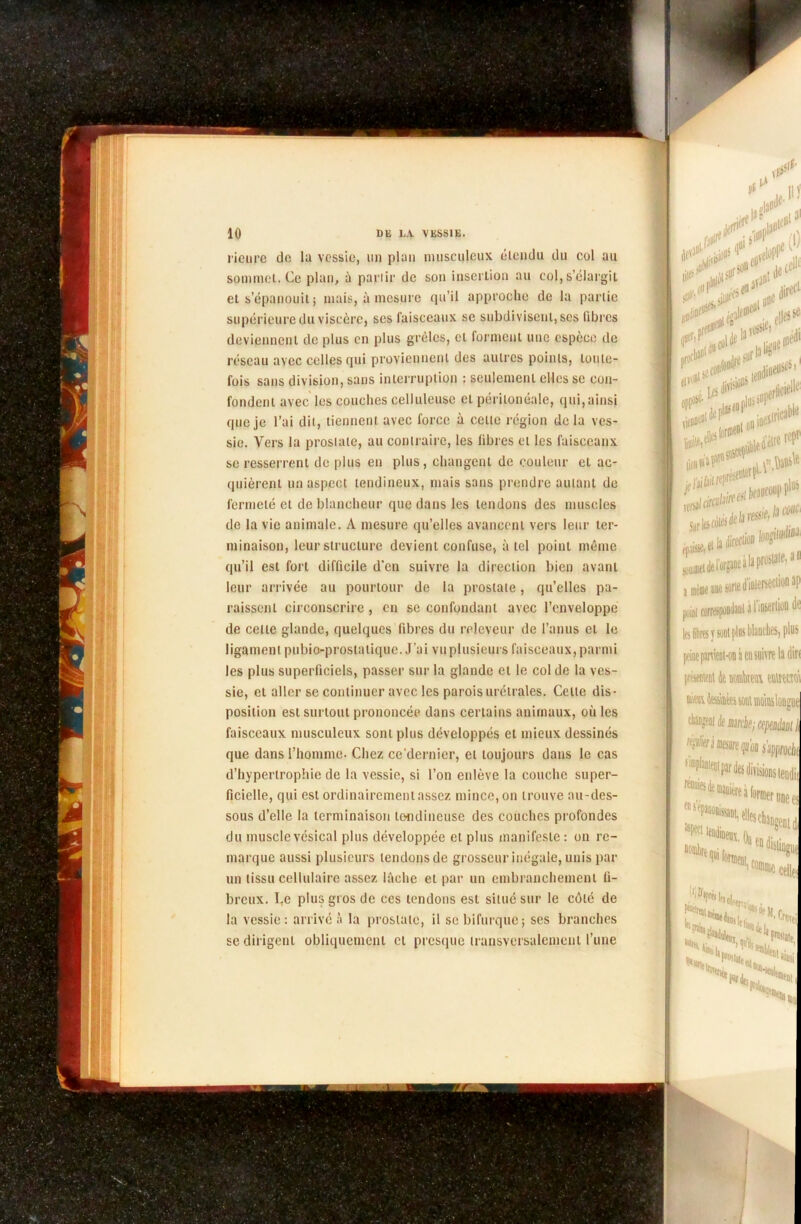 llOC dire1’1 # ' siuM>eS <,**»-* m» 'Ci>bi' tfSÏ Sur les N® épaisse, tl «HUI lie, I»00 longiiiidiM an poul correspoudanl à 1 inserliou de les 6bres y sont plus blanches, plis peine parvient-on il en suivre la dir< présentent àe mkm. ettlrecîoi ngu tNt®l de mk; ce/méisi i “O Sapclir ns lendii r une e L {'^chngen[( 8 c°Dinie celle; *^*hcl*. . *• Mhil 0Nl*1* *lr»i ittiet •NsT 10 DE E.V VESSIE. rieure de la vessie, lin plan musculeux étendu du col au sommet. Ce plan, à partir de son insertion au col, s’élargit et s’épanouit ; mais, à mesure qu’il approche de la partie supérieure du viscère, ses faisceaux se subdivisent, ses libres deviennent de plus en plus grêles, cl forment une espèce de réseau avec celles qui proviennent des autres points, toute- fois sans division, sans interruption : seulement elles se con- fondent avec les couches celluleuse cl péritonéale, qui,ainsi que je l’ai dit, tiennent avec force à celle région de la ves- sie. Vers la prostate, au contraire, les libres et les faisceaux se resserrent de plus en plus, changent de couleur et ac- quièrent un aspect tendineux, mais sans prendre autant de fermeté et de blancheur que dans les tendons des muscles do la vie animale. A mesure qu’elles avancent vers leur ter- minaison, leur structure devient confuse, à tel point même qu’il est fort difficile d’en suivre la direction bien avant leur arrivée au pourtour de la prostate, qu’elles pa- raissent circonscrire, en se confondant avec l’enveloppe de celle glande, quelques fibres du releveur de l’anus et le ligament pubio-prostalique. J’ai vu plusieurs faisceaux, parmi les plus superficiels, passer sur la glande et le col de la ves- sie, et aller se continuer avec les parois urétrales. Celle dis- position est surtout prononcée dans certains animaux, où les faisceaux musculeux sont plus développés et mieux dessinés que dans l’homme- Chez ce'dcrnier, et toujours dans le cas d’hypertrophie de la vessie, si l’on enlève la couche super- ficielle, qui est ordinairement assez mince, on trouve au-des- sous d’elle la terminaison tendineuse des couches profondes du muscle vésical plus développée et plus manifeste : on re- marque aussi plusieurs tendons de grosseur inégale, unis par un tissu cellulaire assez lâche et par un embranchement fi- breux. Le plus gros de ces tendons est situé sur le côté de la vessie: arrivé à la prostate, il se bifurque; ses branches se dirigent obliquement cl presque transversalement l’une