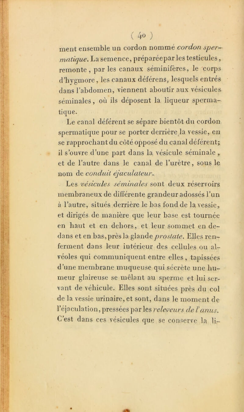 ment ensemble un cordon nommé cordon sper- matique. La semence, préparéepar les testicules, remonte, par les canaux séminifères, le ‘corps dliygmore, les canaux déférens, lesquels entrés dans l’abdomen, viennent aboutir aux vésicules séminales, où ils déposent la liqueur sperma- tique. Le canal déférent se sépare bientôt du cordon spermatique pour se porter derrière la vessie, en se rapprochant du côté opposé du canal déférent; il s’ouvre d’une part dans la vésicule séminale ,. et de l’autre dans le canal de l’urètre, sous le nom de conduit éjaculateur. Les vésicules séminales sont deux réservoirs membraneux de différente grandeur adossés l’un à l’autre, situés derrière le bas fond de la vessie, et dirigés de manière que leur base est tournée en haut et en dehors, et leur sommet en de- dans et en has,prèsla glande prostate. Elles ren- ferment dans leur intérieur des cellules ou al- véoles qui communiquent entre elles, tapissées d’une membrane muqueuse qui sécrète une hu- meur glaireuse se mêlant au sperme et lui ser- vant de véhicule. Elles sont situées près du col de la vessie urinaire, et sont, dans le moment de l’éjaculation, pressées par les releçeurs de F anus. C’est dans ces vésicules que se conserve la U-