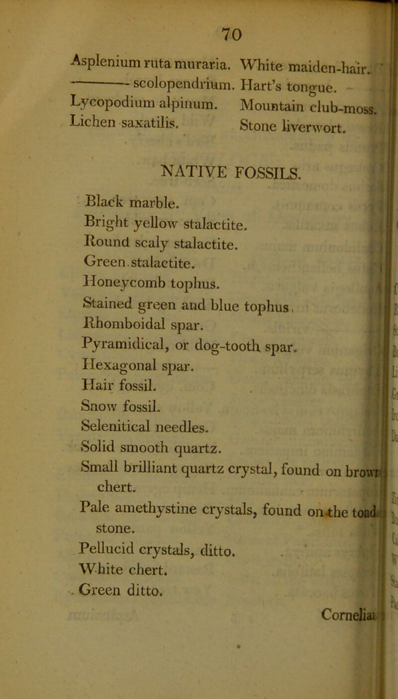 Asplenium ruta muraria. White maiclcn-hair. * scolopendrium. Hart’s tongue. Lycopodium alpinum. Mountain club-moss. I Lichen saxatilis. Stone liverwort. NATIVE FOSSILS. Black marble. Bright yellow stalactite. Bound scaly stalactite. Green, stalactite. Honeycomb tophus. Stained green and blue tophus > Jlhomboidal spar. Pyramidieal, or dog-tooth spar. Hexagonal spar. Hair fossil. Snow fossil. Selenitical needles. Solid smooth quartz. Small brilliant quartz crystal, found on browi chert. Pale amethystine crystals, found on .the toad stone. Pellucid crystals, ditto. White chert. . Green ditto. Cornelia!