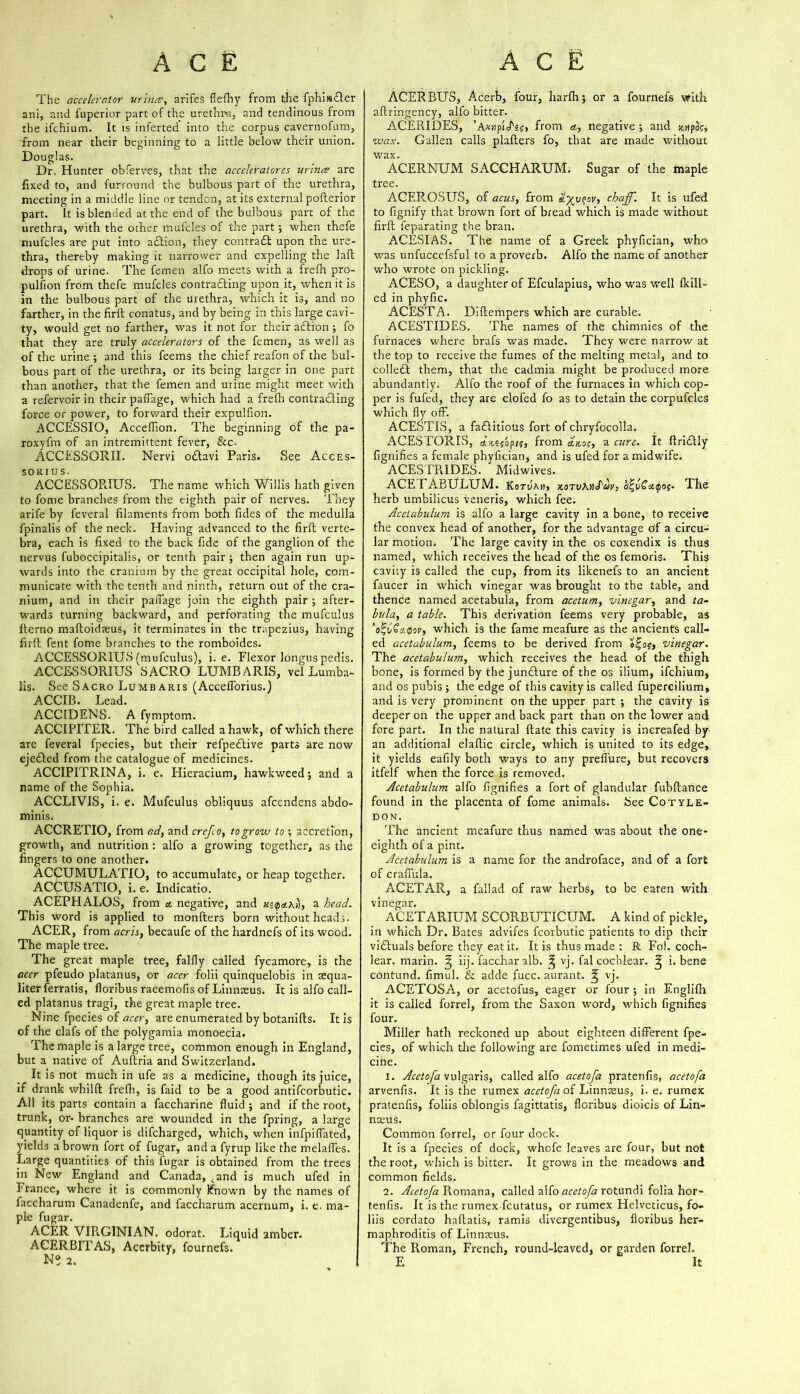 The accelerator urines, arifeS fiefhy from the fphistter ani, and fuperior part of the urethra, and tendinous from the ifchium. It is inferted into the corpus cavernofum, from near their beginning to a little below their union. Douglas. Dr. Hunter obferves, that the acceleratores urines are fixed to, and furround the bulbous part of the urethra, meeting in a middle line or tendon, at its external poflerior part. It is blended at the end of the bulbous part of the urethra, with the other mufcles of the part 5 when thefe mufcles are put into attion, they contratt upon the ure- thra, thereby making it narrower and expelling the lalt drops of urine. The femen alfo meets with a frelh pro- pulfion from thefe mufcles contrasting upon it, when it is in the bulbous part of the urethra, which it is, and no farther, in the firlt conatus, and by being in this large cavi- ty, would get no farther, was it not for their attion •, fo that they are truly accelerators of the femen, as well as of the urine ; and this feems the chief reafon of the bul- bous part of the urethra, or its being larger in one part than another, that the femen and uiine might meet with a refervoir in their paffage, which had a frelh contracting force or power, to forward their expulfion. ACCESSIO, Accelhon. The beginning of the pa- roxyfm of an intremittent fever, &c- ACCESSORII. Nervi ottavi Paris. See Acces- sorius. ACCESSORIUS. The name which Willis hath given to fome branches from the eighth pair of nerves. They arife by feveral filaments from both fides of the medulla fpinalis of the neck. Having advanced to the firlt verte- bra, each is fixed to the back fide of the ganglion of the nervus fuboccipitalis, or tenth pair ; then again run up- wards into the cranium by the great occipital hole, com- municate with the tenth and ninth, return out of the cra- nium, and in their paffage join the eighth pair ; after- wards turning backward, and perforating the mufculus fterno rmftoidaeus, it terminates in the trapezius, having firft fent fome branches to the romboides. ACCESSORIUS ('mufculus), i. e. Flexor longus pedis. ACCESSORIUS SACRO LUMBARIS, vel Lumba- lis. See Sacro Lumbaris (Accefforius.) ACCIB. Lead. ACCIDENS. A fymptom. ACCIPITER. The bird called a hawk, of which there are feveral fpecies, but their refpettive parts are now ejected from the catalogue of medicines. ACCIPITRINA, i. e. Hieracium, hawkweed*, and a name of the Sophia. ACCLIVIS, i. e. Mufculus obliquus afeendens abdo- minis. ACCRETIO, from ad, and crefco, to grow to ; accretion, growth, and nutrition : alfo a growing together, as the fingers to one another. ACCUMULATIO, to accumulate, or heap together. ACCUSATIO, i. e. Indicatio. ACEPHALOS, from a, negative, and uiyaxj), a head. This word is applied to monfters born without heads. ACER, from acris, becaufe of the hardnefs of its wood. The maple tree. The great maple tree, fallly called fycamore, is the accr pfeudo platanus, or accr folii quinquelobis in aequa- liter ferratis, floribus racemofis of Linnaeus. It is alfo call- ed platanus tragi, the great maple tree. Nine fpecies of acer, are enumerated by botanifts. It is of the clafs of the polygamia monoecia. The maple is a large tree, common enough in England, but a native of Auftria and Switzerland. It is not much in ufe as a medicine, though its juice, if drank whilft frefh, is faid to be a good antifcorbutic. All its parts contain a faccharine fluid ; and if the root, trunk, or- branches are wounded in the fpring, a large quantity of liquor is difeharged, which, when infpiffated, yields a brown fort of fugar, and a fyrup like the melaffes. Large quantities of this fugar is obtained from the trees in New England and Canada, 4and is much ufed in France, where it is commonly known by the names of faccharum Canadenfe, and faccharum acernum, i. e. ma- ple fugar. ACER VIR.GINIAN, odorat. Liquid amber. ACERBITAS, Acerbity, fournefs. N° 2. ACER BUS, Acerb, four, harlhj or a fournefs with aftringency, alfo bitter. ACERIDES, ’A«nplcT‘5?> from <t, negative ; and x»poc, wax. Gallen calls plafters fo, that are made without wax. ACERNUM SACCHARUM. Sugar of the maple tree. ACERQSUS, of acus, from d.y_v^ov, chaff. It is ufed to fignify that brown fort of bread which is made without firft feparating the bran. ACESIAS. The name of a Greek phyfician, who was unfuccefsful to a proverb. Alfo the name of another who wrote on pickling. ACESO, a daughter of Efculapius, who was well fkill- ed in phyfic. ACESTA. Diftempers which are curable. ACESTIDES. The names of the chimnies of the furnaces where brafs was made. They were narrow at the top to receive the fumes of the melting metal, and to collett them, that the cadmia might be produced more abundantly. Alfo the roof of the furnaces in which cop- per is fufed, they are clofed fo as to detain the corpufcles which fly off. ACESTIS, a fattitious fort of chryfocolla. ACESTORIS, rtiieyop /$, from a hoc, a cure. It ftrittly fignifies a female phyfician, and is ufed for a midwife. ACESTRIDES. Midwives. ACETABULUM. KotJaw, x.oTVKtiJ'ay; o%v£ctipoc. The herb umbilicus veneris, which fee. Acetabulum is alfo a large cavity in a bone, to receive the convex head of another, for the advantage df a circu- lar motion. The large cavity in the os coxendix is thus named, which receives the head of the os femoris. This cavity is called the cup, from its likenefs to an ancient faucer in which vinegar was brought to the table, and thence named acetabula, from acetum, vinegar, and ta- bula, a table. This derivation feems very probable, as ’o^vSa0or, which is the fame meafure as the ancients call- ed acetabulum, feems to be derived from vinegar. The acetabulum, which receives the head of the thigh bone, is formed by the juntture of the os ilium, ifchium, and os pubis; the edge of this cavity is called fupercilium, and is very prominent on the upper part ; the cavity is deeper on the upper and back part than on the lower and fore part. In the natural ftate this cavity is increafed by an additional elaftic circle, which is united to its edge, it yields eafily both ways to any preffure, but recovers itfelf when the force is removed. Acetabulum alfo fignifies a fort of glandular fubftance found in the placenta of fome animals, bee Cotyle- don. The ancient meafure thus named was about the one- eighth of a pint. Acetabulum is a name for the androface, and of a fort of craffula. ACETAR, a fallad of raw herbs, to be eaten with vinegar. ACETARIUM SCORBUTICUM. A kind of pickle, in which Dr. Bates advifes fcorbutic patients to dip their vittuals before they eat it. It is thus made : R Fo!. coch- lear. marin. ^ iij. faccharalb. ^ vj. fal cochlear. i. bene contund. fimul. & adde fucc. aurant. ^ vj. ACETOSA, or acetofus, eager or four; in Englifh it is called forrel, from the Saxon word, which fignifies four. Miller hath reckoned up about eighteen different fpe- cies, of which the following are fometimes ufed in medi- cine. 1. Acetofa vulgaris, called alfo acetofa pratenfis, acetofa arvenfis. It is the rumex acetofa of Linnaeus, i. e. rumex pratenfis, foliis oblongis fagittatis, floribus dioicis of Lin- naeus. Common forrel, or four dock. It is a fpecies of dock, whcffe leaves are four, but not the root, which is bitter. It grows in the meadows and common fields, 2. Acetofa Romana, called 2M0 acetofa rotundi folia hor- tenfis. It is the rumex feutatus, or rumex Helveticus, fo- liis cordato haftatis, ramis divergentibus, floribus her- maphroditis of Linnaeus. The Roman, French, round-leaved, or garden forrel. E It