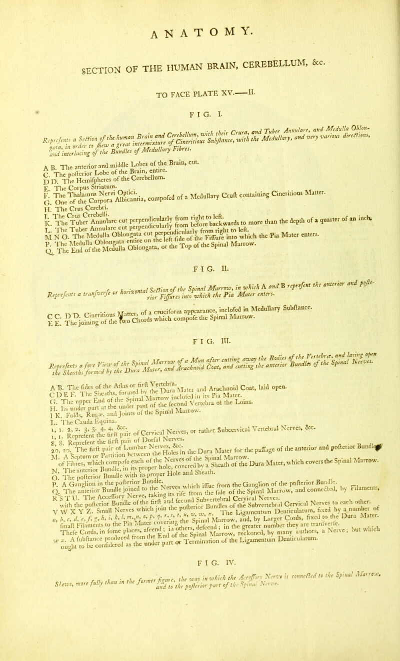 SECTION OF THE HUMAN BRAIN, CEREBELLUM, &c TO FACE PLATE XV. II. FIG. I. bLi. ofMMLry F.ir,s. A B The anterior and middle Lobes of the Brain, cut. C. The pofterior Lobe of the ^ain, entire. D D. The Hcmifpheres of the Cerebellum. E. The Corpus Striatum. . G. o:“eT^tlrCor^rTA?blca^^^^ compoM of a Medullary Cruft contalulng Cmer.nous Mauer. H. The Crus Cerebri. k. Vh= ™?Annlre cut perpendicularly front than the depth of a quarter of an inch, k. p. Mater enter, kh m EnkooSWa ShTongata. or the Top of the Spinal Marrow. F I G. II. M M^rreu,, -a M, A B ,rprefin, t!,c n«cr,V W ?»>- r r I VrtMf/7/ ScHion of the Spinal Marrow, in whic/i n am ReprefeuU a tranfverfe or ho, izon the Pia Mater enters. AT nf T cruciform appearance, inclofed in Medullary Subftance. k I ?hkjokknrS&ords which cotnpofe the Spinal Marrow. F I G. Ill- A B. The and Arachnoid Coat, laid open. C D E F. The She.iths, formed .;„ p,a Mater. (h The upper End of the ^ . , f^cond Vertebra of the Loins. H. Its under part at the under part , 1 K. Folds, Rugre, and Joints of the Spmal . L. d'he Cauda Equina. ;• ;■ fc;;eL?'tht,i;ftkkir of Cc vical Nerves, or rather Subccrvical Vertebral Xervet. &c. R 8 Reprefent the hrffpair of Dorfal Nerves. ,0.' io, The firft the Dura Mater for the paffage of the anterior and poftenor Bund.^^ fikr?“ which compofe each of Mater, which covers the Spinal Marrow. ^ tkhVhe poLmio? Bu/dle of the Cervical Nerves to each other. j mall Filaments to the Pia rvla Ji^rhers defeend ; in the greater number they aie tranlvei fc. Thcfe Cords, in fome *’L Spinal Marrow, reckoned, by many aml.ors, a Nerve , but winch 'uvtkrbrconkdtTk'rund^ - Liga-'t-t Denncula.unn i? F I G. IV. r 7 „ ’,y,r„hirh the AcccfTor'i Xerz'g is conncHcd to the Spinal AJaircw^ S7r.wt, wtrr f.,iy -7e„ ,v ,/,r Arm,.