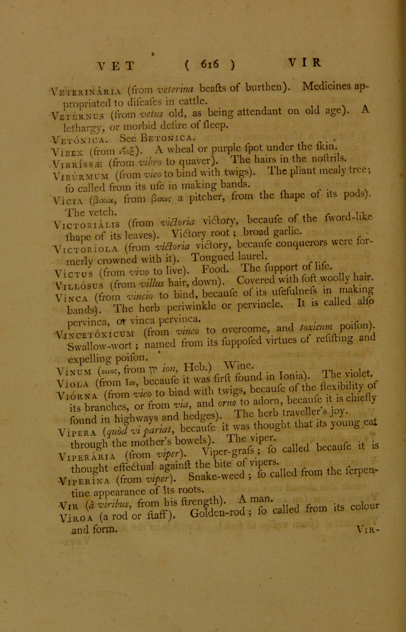' ' w • Veterinaria (from veterina beads of burthen). Medicines ap- propriated to difeafes in cattle. . . . Veternus (from veins old, as being attendant on old age). A lethargy, or morbid delire of deep. Vetonica. See Betonica. . * Vibex (from »&£). A wheal or purple fpot under the 1km. Vibrissa; (from vibro to quaver). The hairs in the noftnls. Vjburmum (from vieo to bind with twigs). The pliant mealy tree; fo called from its ufe in making bands. Vicia (|3ix«, from P*0c a pitcher, from the lhape of its pods). Victor^Ali's (from vidoria victory, becaufe of the fword-like lhape of its leaves). Victory root ; broad garlic. Victoriola (from vidoria victory, becaufe conquerors weie for- merly crowned with it). Tongued laurel. Victus (from vivo to live). Food. The fupport of life Vili osus (from villus hair, down). Covered with foft woolly hair. vincio to bind becaufe ofUs ufcfULe| - ™br,g bands). The herb periwinkle or pervincle. It is called alio T&omtS to overcome, and toncan: poifon) Swallow-wort ; named from its fuppofed virtues of refill,ng and expelling poifon. Vinum (on's?, from IT* ion, FIcb.) ’nc . T . >. rpt violet fis branched or from via, and orno to adorn, becaufe ,t .sch.efly mZl cat vit^^Ahec^mb^^WClvi^-grars.;Pro called becaufc “ 15 thought f^“al againft the bhe of V,pers ^ f -ViPERiNA (from viper), bnake-weea , .0 ^ tine appearance of its roots. .and form. Vir-