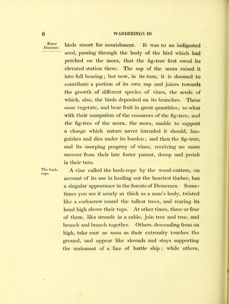 First Journey. The bush- rope. birds resort for nourishment. It was to an indigested seed, passing through the body of the bird which had perched on the mora, that the fig-tree first owed its elevated station there. The sap of the mora raised it into fidl bearing; but now,’ in its turn, it is doomed to contribute a portion of its own sap and juices towards the growth of different species of vines, the seeds of which, also, the birds deposited on its branches. ' These soon vegetate, and bear fruit in great quantities; so what with their usurpation of the resources of the fig-tree, and the fig-tree of the mora, the mora, unable to support a charge which nature never intended it should, lan- guishes and dies under its burden ; and then the fig-tree, and its usurping progeny of vines, receiving no more succour ft-om their late foster parent, droop and perish in their turn. A vine called the bush-rope by the wood-cutters, on account of its use in hauling out the heaviest timber, has a singular appearance in the forests of Demerara. Some- times you see it nearly as thick as a man’s body, twisted like a corkscrew round the tallest trees, and rearing its head high above their tops. At other times, three or four of them, like strands in a cable, join tree and tree, and branch and branch together. Others, descending from on high, take root as soon as their extremity touches the ground, and appear like shrouds and stays supporting the mainmast of a line of battle ship ; while others.