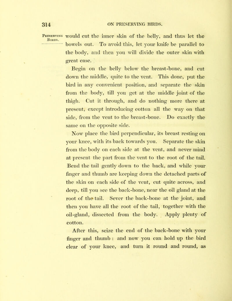 Preserving Birds. would cut the inner skin of the belly, and thus let the bowels out. To avoid this, let your knife be parallel to the body, and then you will divide the outer skin with great ease. Begin on the belly below the breast-bone, and cut down the middle, quite to the vent. This done, put the bird in any convenient position, and separate the skin from the body, till you get at the middle joint of the thigh. Cut it through, and do nothing more there at present, except introducing cotton all the way on that side, from the vent to the breast-bone. Do exactly the same on the opposite side. Now place the bird perpendicular, its breast resting on your knee, with its back towards you. Separate the skin from the body on each side at the vent, and never mind at present the part from the vent to the root of the tail. Bend the tail gently down to the back, and while your finger and thumb are keeping down the detached parts of the skin on each side of the vent, cut quite across, and deep, till you see the back-bone, near the oil gland at the root of the tail. Sever the back-bone at the joint, and then you have all the root of the tail, together with the oil-gland, dissected from the body. Apply plenty of cotton. After this, seize the end of the back-bone with your finger and thumb : and now you can hold up the bird clear of your knee, and turn it round and round, as
