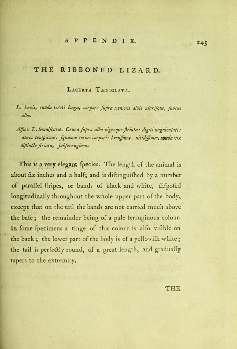 545 THE RIBBONED LIZARD. LaCERTA TuENIOLATA, L. Icevlsi cauda tereti longa, corpore fupra tcenioHs albis nigrijque, fubtus albo, Affinis L. lemnifcatce. Crura fupra albo nigroque friata: digiti unguiculati: aures conjpicua: fquamce totius corporis Icevijjimce, nitidijjim^t cauda vise ’ dijtinSiefriata^ Jubferruginea,. This is si vpry elegant fpecies. The length of the animal is about fix inches and a half; and is diftinguifhed by a number of parallel ftripes, or bands of black and white, difpofed longitudinally throughout the whole upper part of the body, except that on the tail the bands are not carried much above the bafe; the remainder being of a pale ferruginous colour. In fome fpecimens a tinge of this colour is alfo vifible on the back ;, the lower part of the body is of a yellowifli white; the tail is perfectly round, of a great length, and gradually tapers to the extremity.
