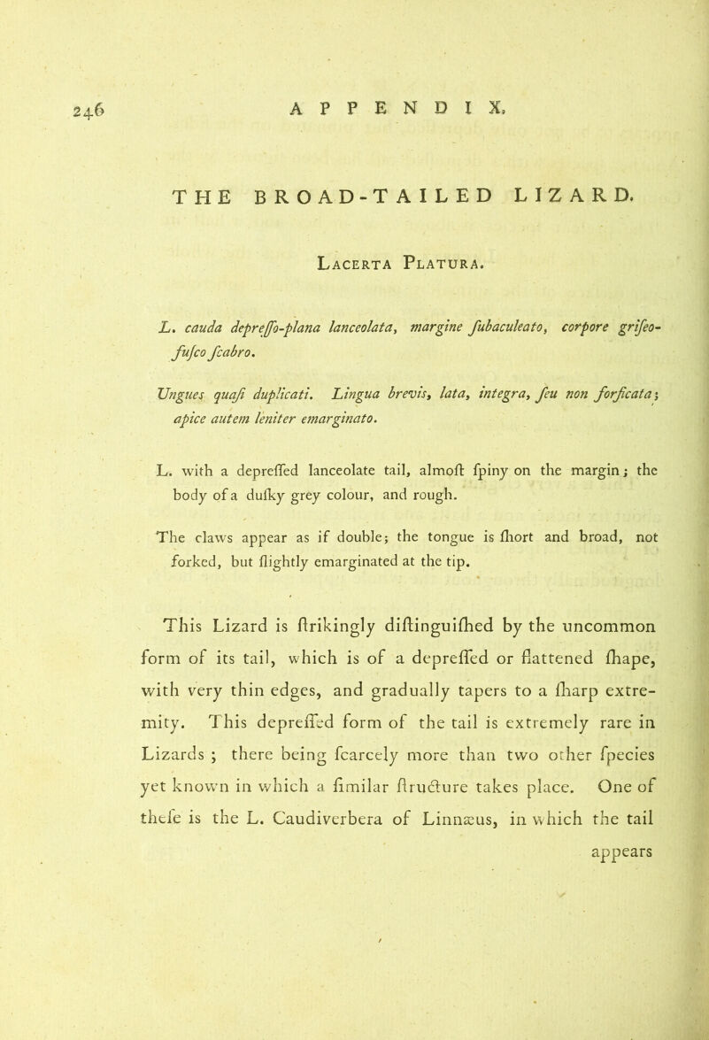 THE BROAD-TAILED LIZARD. Lacerta Platura. L. cauda deprejfo-plana lanceolata, margtne fubaculeatOy corpore grifeo- fujco fcabro. Ungues quaji dupUcati. Lingua brevis, lata, integra, feu non forfcata; apice autem leniter emarginato. L. with a depreffed lanceolate tail, almoft fpinj on the margin j the body of a dufky grey colour, and rough. The claws appear as if double; the tongue is fliort and broad, not forked, but flightly emarginated at the tip. This Lizard is flrikingly diflinguiihed by the uncommon form of its tail, which is of a dcpreffed or flattened fhape, with very thin edges, and gradually tapers to a fliarp extre- mity. This depreffed form of the tail is extremely rare in Lizards ; there being fcarcely more than two other fpecies yet known in which a fimilar Rruclure takes place. One of thele is the L. Caudiverbera of Linnssus, in which the tail appears /