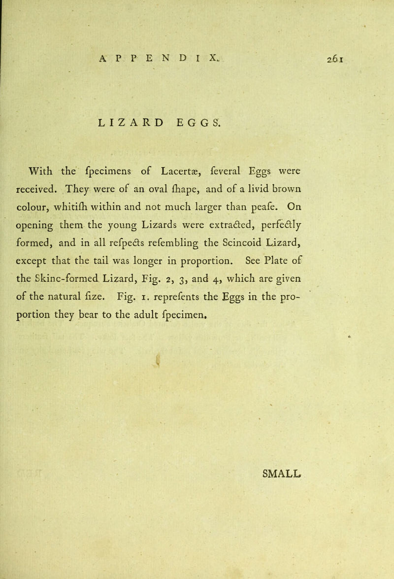 LIZARD EGGS. With the fpecimens of Lacertae, feveral Eggs were received. They were of an oval fhape, and of a livid brown colour, whitifh within and not much larger than peafe. On opening them the young Lizards were extradled, perfectly formed, and in all refpeds refembling the Scincoid Lizard, except that the tail was longer in proportion. See Plate of the Skinc-formed. Lizard, Fig. 2, 3, and 4, which are given of the natural lize. Fig. i. reprefents the Eggs in the pro- portion they bear to the adult fpecimen. SMALL