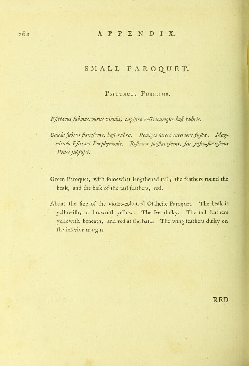 SMALL PAP. O QJJ E T. PSITTACUS PUSILLUS. PJittacusfiibmacrourus v'lridis, capifiro reBncumque haji rubru. Caudafubtus Jlavefcens^ baji rubra. Remiges latere interiore f^<fcre. Mag* mtudo Pfittacl Porphyrionis. RoJiru?n jubJla^oejce?2Si Jeu Jufco-jlavefcens Pedes fubJuJcL Green Paroquet, with fomewhat lengthened tail; the feathers round the 1 beak, and the bafe of the tail feathers, red. About the lize of the violet-coloured Otaheite Paroquet. The beak is yellowifli, or brownifli yellow. The feet dulky. The tail feathers yellowidi beneath, and red at the bafe. The wing feathers dulky on the interior margin. RED