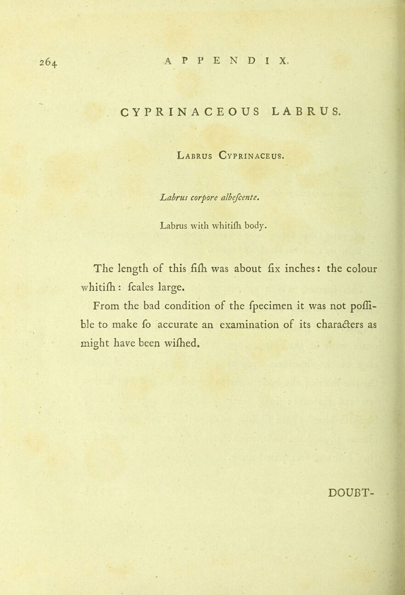 CYPRINACEOUS L A B R U S. Labrus Cyprinaceus. Labrus corpore albefcente. Labrus with whitifh body. The length of this fifh was about hx inches; the colour whitifh : fcales large. From the bad condition of the fpecimen it was not poffi- ble to make fo accurate an examination of its charadlers as might have been wifhed. DOUBT-