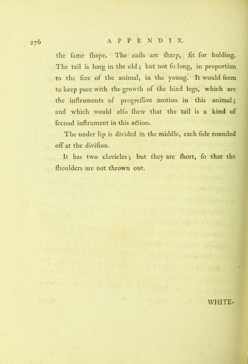 the fame fhape. The nails are fharp, fit for holding. The tail is long in the old; but not fo long, in proportion to the fize of the animal, in the young. It would feem to keep pace with - the growth of the hind legs, which are the infiruments of progreflive motion in this animal; and which would alfo fhew that the tail is a kind of fecond inftrument in this adlion. The under lip is divided in the'middle, each fide rounded off at the divifion. It has two clavicles; but they are fiiort, fo that the fhoulders are not thrown out. WHITE^