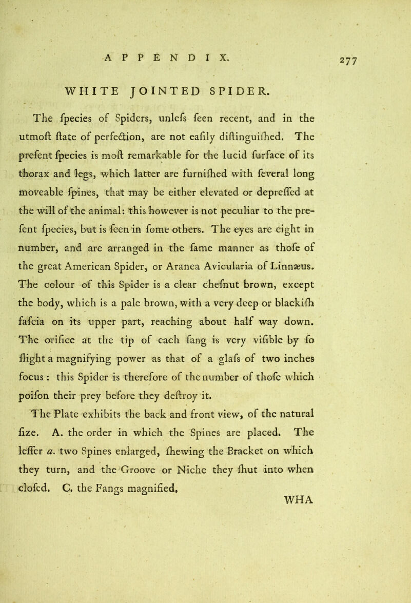 277 WHITE JOINTED SPIDER. The fpecies of Spiders, unlefs feen recent, and in the utmoft ftate of perfection, are not eafily diftinguifhed. The prefent fpecies is moll remarkable for the lucid furface of its thorax and legs, which latter are furniihed with feveral long moveable fpines, that may be either elevated or deprelTed at the vs^ill of the animal; this however is not peculiar to the pre- fent fpecies, but is feen in fome others. The eyes are eight in number, and are arranged in the fame manner as thofe of the great American Spider, or Aranea Avicularia of Linnaeus. The colour of this Spider is a clear chefnut brown, except the body, which is a pale brown, with a very deep or blackifh fafcia on its upper part, reaching about half way down. The orifice at the tip of each fang is very vifible by fo flight a magnifying power as that of a glafs of two inches focus: this Spider is therefore of the number of thofe which poifon their prey before they defiroy it. The Plate exhibits the back and front view, of the natural fize. A. the order in which the Spines are placed. The lefier a, two Spines enlarged, fhewing the Bracket on which they turn, and the Groove or Niche they fhut into when clofed. C. the Fangs magnified. WHA