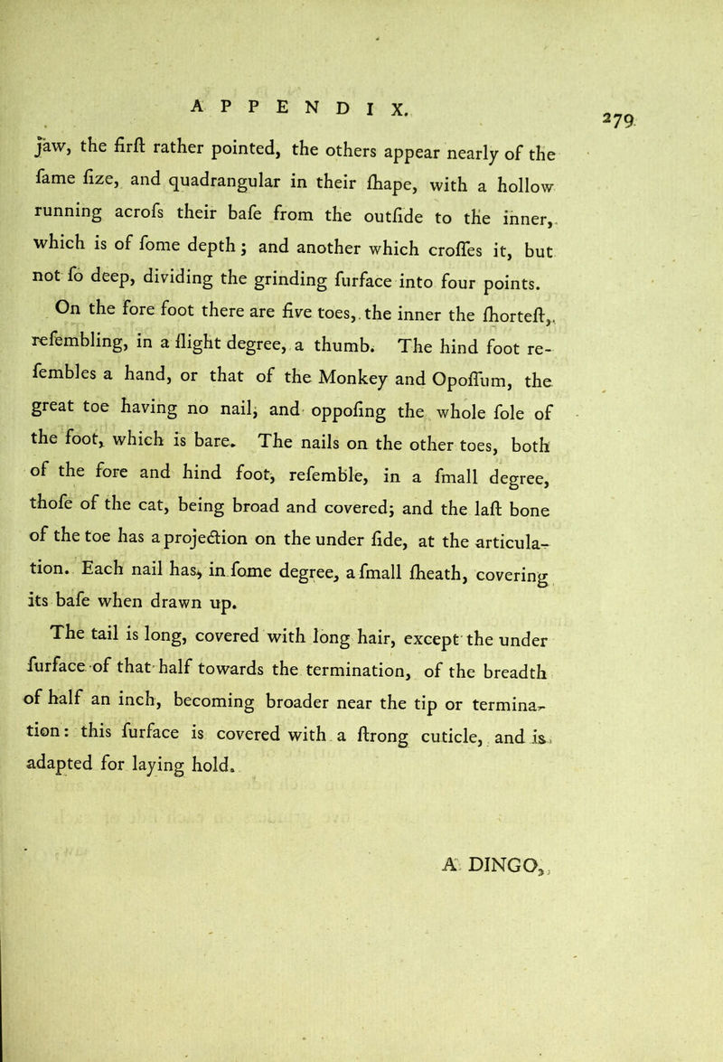 279 jaw, the firft rather pointed, the others appear nearly of the fame fize, and quadrangular in their fhape, with a hollow running acrofs their bafe from the outfide to the inner,, which is of fome depth j and another which crofTes it, but not fo deep, dividing the grinding furface into four points. On the fore foot there are five toes,, the inner the fhortefi:,. refembling, in a flight degree, a thumb. The hind foot re- fembles a hand, or that of the Monkey and OpofTum, the great toe having no nail^ and' oppofing the whole foie of the foot,, which is bare. The nails on the other toes, both of the fore and hind foot, refemble, in a fmall degree, thofe of the cat, being broad and covered; and the lafi: bone of the toe has aprojedion on the under fide, at the articular^ tion. Each nail has^ in fome degree, a fmall fheath, covering its bafe when drawn up. The tail is long, covered with long'hair, except the under iurface of that’half towards the termination, of the breadth of half an inch, becoming broader near the tip or terminal tion: this furface is covered with.a ftrong cuticle, and is. adapted for laying hold. DINGO,,