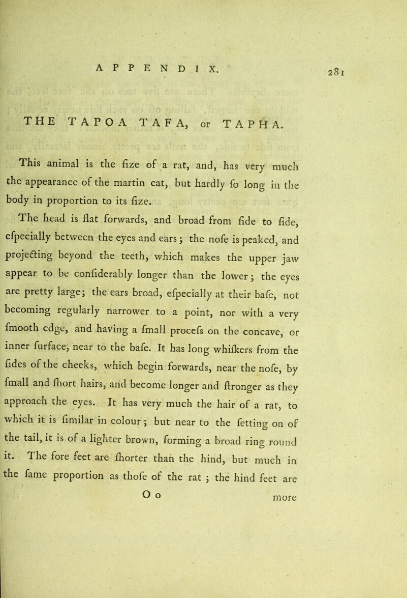 the T a P O a T a F a, or T A P H A, This animal is the Eze of a rat, and, has very much the appearance of the martin cat, but hardly fo long in the body in proportion to its Eze. The head is flat forwards, and broad from Ede to Ede, efpecially between the eyes and ears; the nofe is peaked, and projeaing beyond the teeth, which makes the upper jaw appear to be conEderably longer than the lower j the eyes are pretty larger the ears broad, eljpecially at their bale, not becoming regularly narrower to a point, nor with a very Enooth edge, and having a fmall procefs on the concave, or inner furface, near to the bafe. It has long whilkers from the Edes of the cheeks, which begin forwards, near the nofe, by fmall and fhort hairs, and become longer and ftronger as they approach the eyes. It has very much the hair of a rat, to which it is Emilar in colour ; but near to the fetting on of the tail, it is of a lighter brown, forming a broad ring round The fore feet are Ihorter than the hind, but much in the fame proportion as thofe of the rat 5 the hind feet are O o more