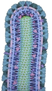 Ebola virus.