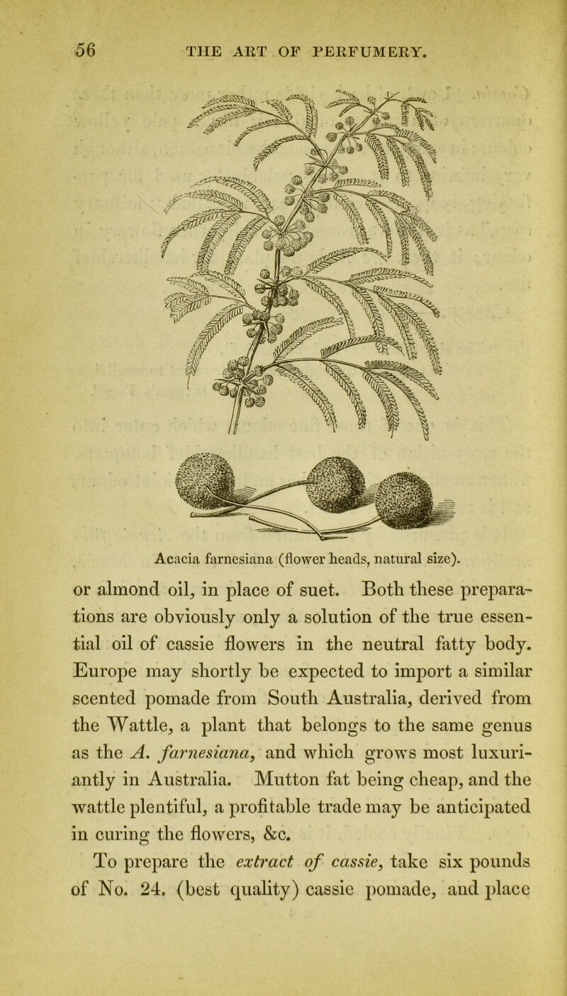 Acacia farnesiana (flower heads, natural size). or almond oil, in place of suet. Both these prepara- tions are obviously only a solution of the true essen- tial oil of cassie flowers in the neutral fatty body. Europe may shortly be expected to import a similar scented pomade from South Australia, derived from the Wattle, a plant that belongs to the same genus as the A. farnesiana, and which grows most luxuri- antly in Australia. Mutton fat being cheap, and the wattle plentiful, a profitable trade may be anticipated in curing the flowers, &c. To prepare the extract of cassie, take six pounds of No. 24. (best quality) cassie pomade, and place