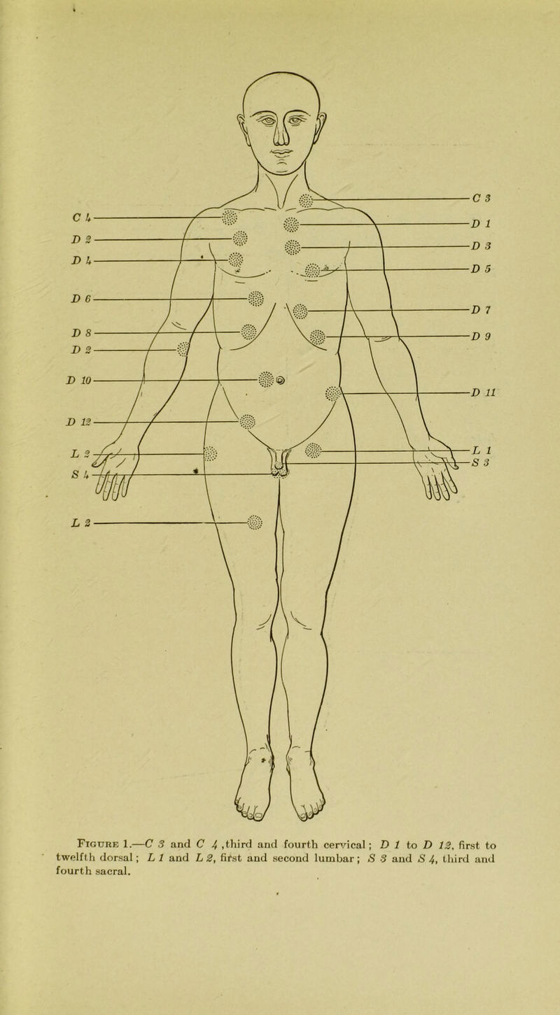 C 3 D 1 D 3 D 5 D 7 D 9 D 11 L 1 S 3 Figure 1.—C 3 and C J+ .third and fourth cervical; D 1 to D 12, first to twelfth dorsal ; L 1 and L 2, fitst and second lumbar; S 3 and S 4, third and fourth sacral.