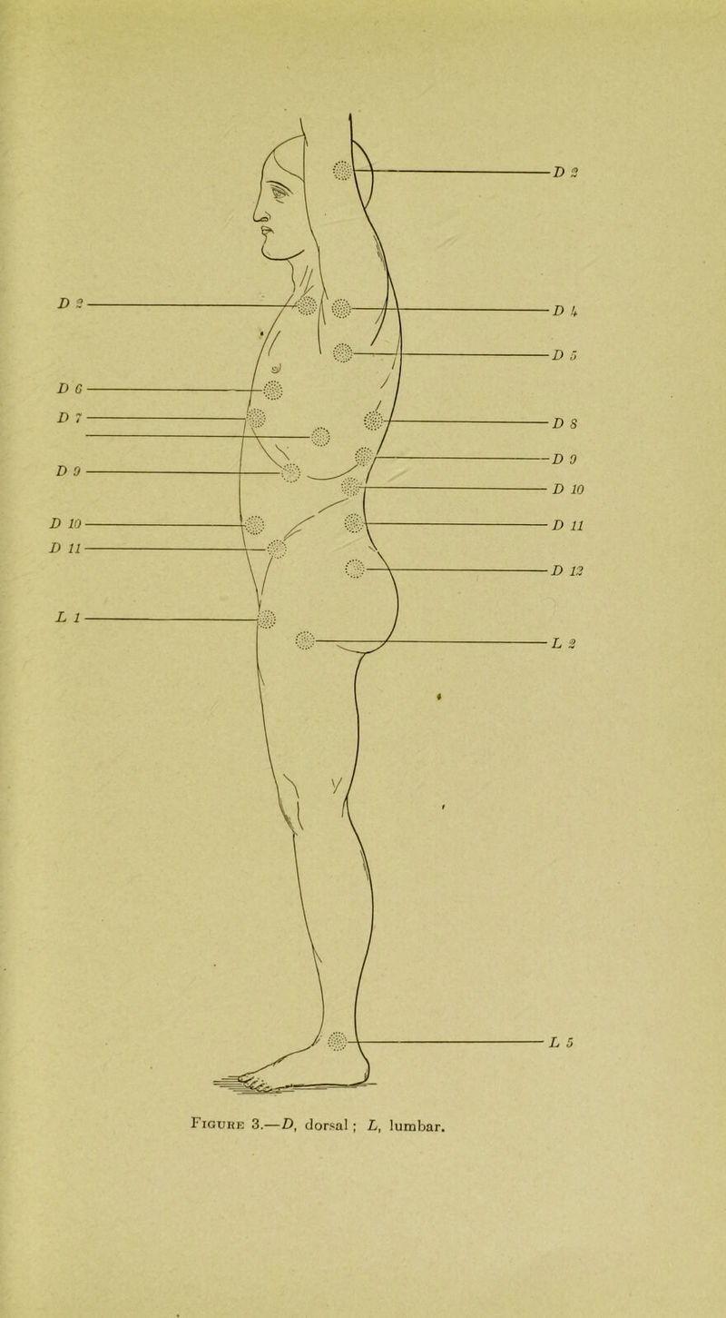 Figure 3.—D, dorsal ; L, lumbar
