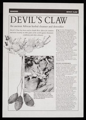 [Leaflet advertising devil's claw as a herbal cleanser, detoxifier and for rheumatic conditions].