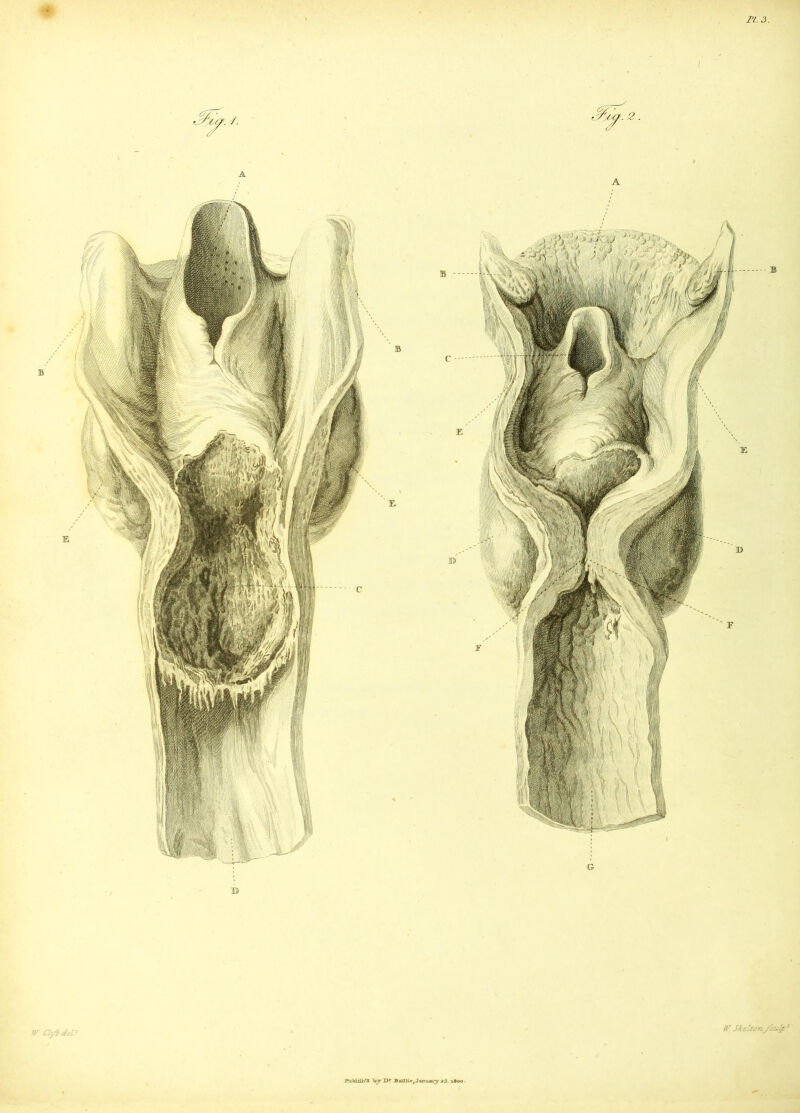 J^bliHr'a. ~by X>f Bail tie, January z5- 1800 .