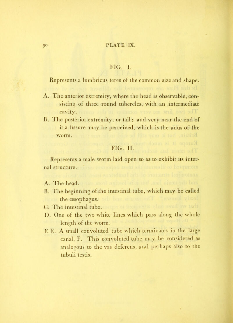 FIG. I. Represents a lurnbricus teres of the common size and shape. A. The anterior extremity, where the head is observable, con- sisting of three round tubercles, with an intermediate cavity. B. The posterior extremity, or tail; and very near the end of it a fissure may be perceived, which is the anus of the worm. FIG. II. Represents a male worm laid open so as to exhibit its inter- nal structure. A. The head. B. The beginning of the intestinal tube, which may be called the oesophagus. C. The intestinal tube. D. One of the two white lines which pass along the whole length of the worm. E E. A small convoluted tube which terminates in the large canal, F. This convoluted tube may be considered as analogous to the vas deferens, and perhaps also to the tubuli testis.