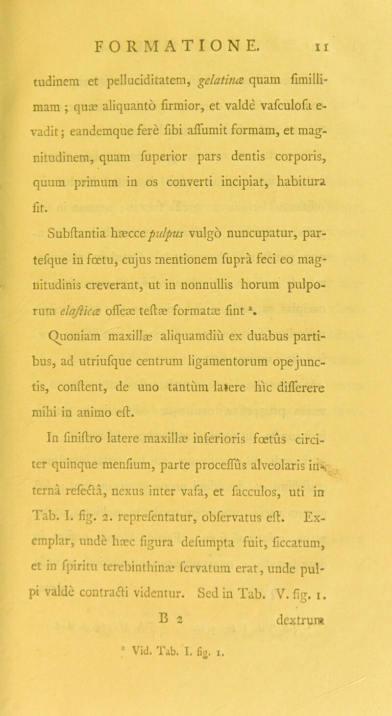 tudinem et pelluciditatem, gelatince quam fimilli- raam ; quae aliquanto firmior, et valde vafculofa e- vadit; eandemque fere fibi affumit formam, et mag- nitudinem, quam fuperior pars dentis corporis, quum primum in os converti incipiat, habitura Iit. Subdantia haeccepulpus vulgo nuncupatur, par- tefque in foetu, cujus mentionem fiipra feci eo mag- nitudinis creverant, ut in nonnullis horum pulpo- rum elajlicce oflem teftse formatae finta. Quoniam maxillae aliquamdiu ex duabus parti- bus, ad utriufque centrum ligamentorum ope junc- tis, condent, de uno tantum lafcere hic diflerere mihi in animo ed. In dnidro latere maxillae inferioris foetus circi- ter quinque mendum, parte procedus alveolaris in\ terna refefta, nexus inter vafa, et facculos, uti in Tab. I. fig. 2. reprefentatur, obfervatus ed. Ex- emplar, unde hcec figura defumpta fuit, dccatum, et in fpiritu terebinthinae fervatum erat, unde pul- pi valde contra&i videntur. Sed in Tab. V. fig. i. E 2 dextrum