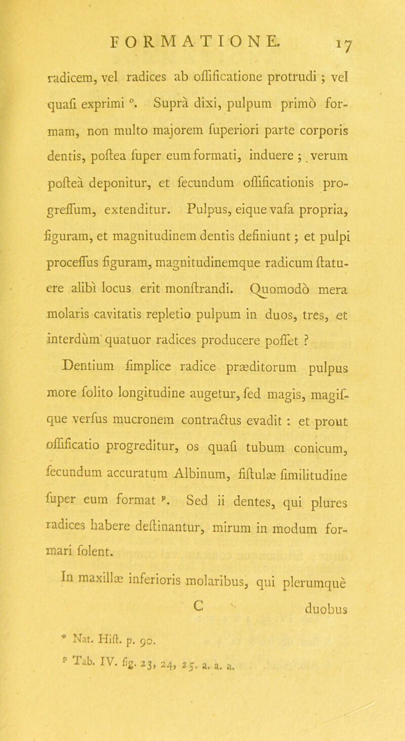 radicem, vel radices ab olfificatione protrudi; vel quali exprimi °. Supra dixi, pulpum primo for- mam, non multo majorem fuperiori parte corporis dentis, pollea fuper eum formati, induere ; verum poltea deponitur, et fecundum olfificationis pro- grelfum, extenditur. Pulpus, eique vafa propria, figuram, et magnitudinem dentis definiunt ; et pulpi procelfus figuram, magnitudinemque radicum (latu- ere alibi locus erit monftrandi. Quomodo mera molaris cavitatis repletio pulpum in duos, tres, et interdum' quatuor radices producere pollet ? Dentium fimplice radice praeditorum pulpus more folito longitudine augetur, fed magis, magif- que verfus mucronem contrattus evadit : et prout olfificatio progreditur, os quafi tubum conicum, fecundum accuratum Albinum, fiflulae fimilitudine fuper eum format p. Sed ii dentes, qui plures radices habere delimantur, mirum in modum for- mari folent. In maxillae inferioris molaribus, qui plerumque C duobus * Nat. Hifl:. p. 50. p Tab. IV. % 23, 24, 25. a. a. a.