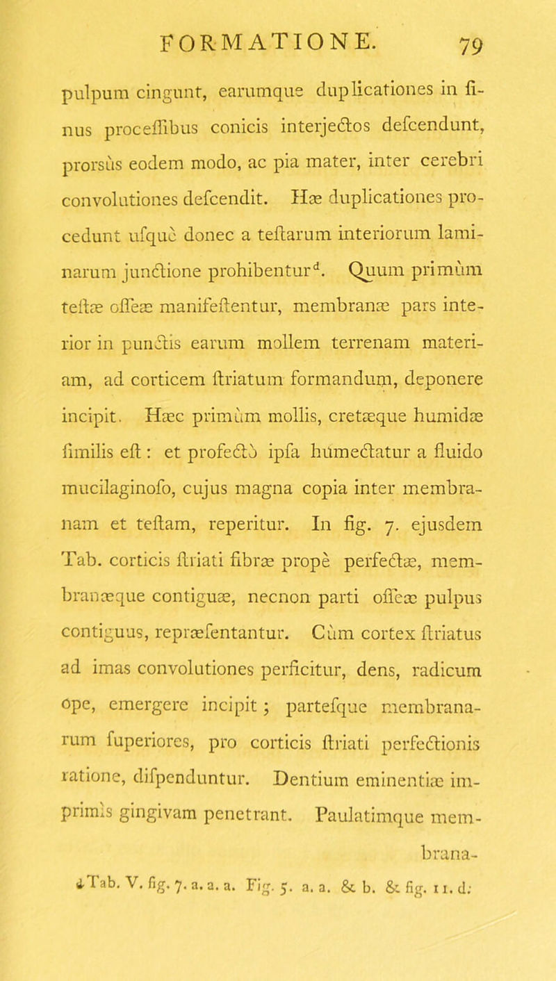 pulpum cingunt, earumque duplicationes in fi- nus procefiibus conicis interjedlos defcendunt, prorsus eodem modo, ac pia mater, inter cerebri convolutiones defcendit. Hm duplicationes pro- cedunt ufquc donec a teflarum interiorum lami- narum junctione prohibentur*1. Quum primum teftae ofleae manifeftentur, membranae pars inte- rior in pungis earum mollem terrenam materi- am, ad corticem ftriatum formandum, deponere incipit. Haec primum mollis, cretseque humidae fimilis eft: et profedto ipfa hilmedtatur a fluido mucilaginofo, cujus magna copia inter membra- nam et teftam, reperitur. In fig. 7. ejusdem Tab. corticis ftriati fibrae prope perfectae, mem- branaeque contiguae, necnon parti ofleae pulpus contiguus, repraefentantur. Cum cortex firiatus ad imas convolutiones perficitur, dens, radicum ope, emergere incipit; partefque membrana- rum fuperiores, pro corticis ftriati perfectionis ratione, difpenduntur. Dentium eminentiae im- primas gingivam penetrant. Paulatimque mem- brana- iTab. V. fig. 7. a. a. a. Fig. 5. a. a. & b. & fig. 11. d;