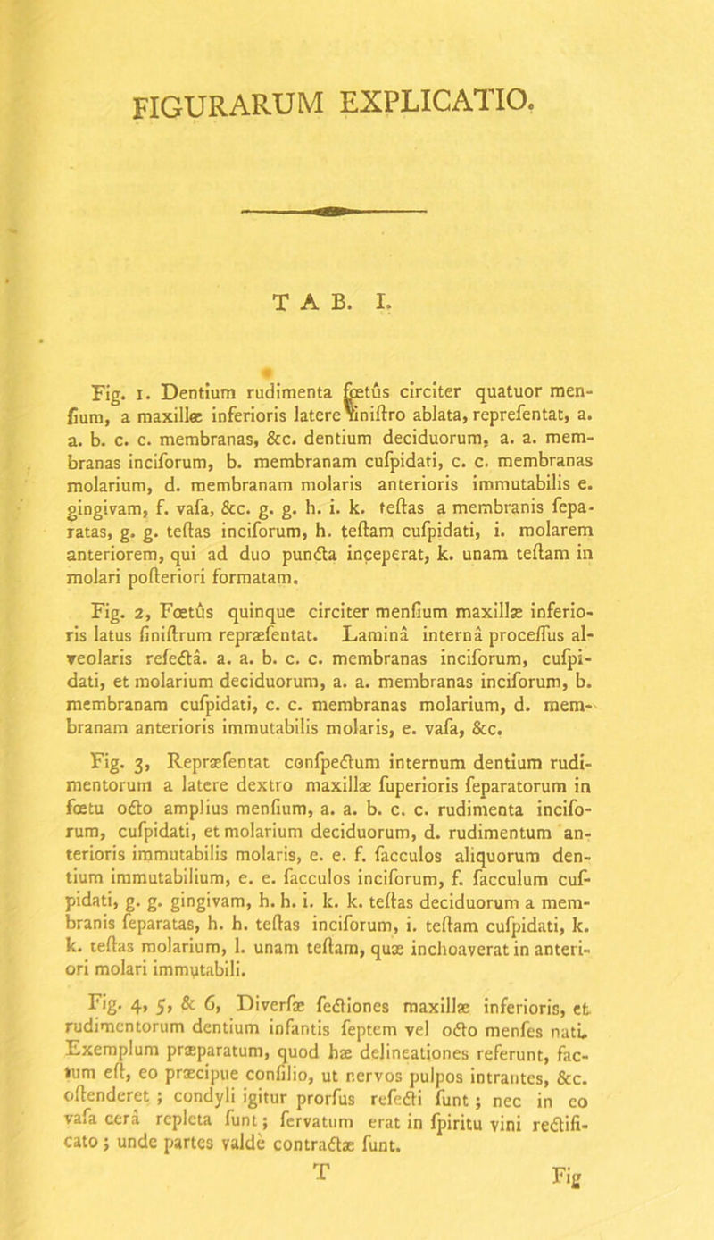 FIGURARUM EXPLICATIO. T A B. I. Fig. i. Dentium rudimenta foetus circiter quatuor men- fium, a maxilla inferioris latere Yiniftro ablata, reprefentat, a. a. b. c. c. membranas, &c. dentium deciduorum, a. a. mem- branas inciforum, b. membranam cufpidati, c. c. membranas molarium, d. membranam molaris anterioris immutabilis e. gingivam, f. vafa, &c. g. g. h. i. k. fertas a membranis fepa- ratas, g. g. tertas inciforum, h. tertam cufpidati, i. molarem anteriorem, qui ad duo pundta inceperat, k. unam tertam in molari porteriori formatam. Fig. 2, Foetus quinque circiter menfium maxilla inferio- ris latus finiftrum reprafentat. Lamina interna proceflus al- veolaris refedta. a. a. b. c. c. membranas inciforum, cufpi- dati, et molarium deciduorum, a. a. membranas inciforum, b. membranam cufpidati, c. c. membranas molarium, d. mem- branam anterioris immutabilis molaris, e. vafa, &c. Fig. 3, Repraefentat confpedtum internum dentium rudi- mentorum a latere dextro maxillae fuperioris feparatorum in foetu odto amplius menfium, a. a. b. c. c. rudimenta incifo- rum, cufpidati, et molarium deciduorum, d. rudimentum an- terioris immutabilis molaris, e. e. f. facculos aliquorum den- tium immutabilium, e. e. facculos inciforum, f. facculum cuf- pidati, g. g. gingivam, h. h. i. k. k. tertas deciduorum a mem- branis feparatas, h. h. tertas inciforum, i. tertam cufpidati, k. k. tertas molarium, 1. unam tertam, quae inchoaverat in anteri- ori molari immutabili. Fig. 4, 5> & 6, Diverfac fedliones maxillae inferioris, et rudimentorum dentium infantis feptem vel odto menfes nati. Exemplum praparatum, quod hae delineationes referunt, fac- tum ert, eo praecipue confilio, ut nervos pulpos intrantes, &c. ortenderet ; condyli igitur prorfus refedti funt; nec in co vafa cera repleta funt; fervatum erat in fpiritu vini redtifi- cato; unde partes valde contradla funt. T Fig