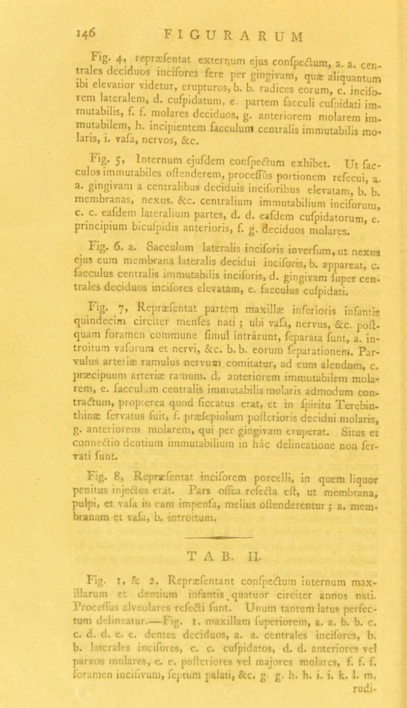 Fig. 4, leprasfentat externum ejus confpedtum, a. a. cen- trales deciduos mcifores fere per gingivam, quas aliquantum mutabilis, f. f. molares deciduos, g. anteriorem molarem im- mutabilem, h. incipientem facculum centralis immutabilis mo- laris, 1. vala, nervos, &c. Fig. 5, Internum ejufdem confpedhim exhibet. Ut fac- culos immutabiles offenderem, proceflus portionem refecui, a. a. gingivam a centralibus deciduis inciforibus elevatam, b' b membranas, nexus. &c. centralium immutabilium incitorum' c. c. eafdem lateralium partes, d. d. eafdem cufpidatorum e! principium bicufpidis anterioris, f. g. deciduos molares. . Fig- 6. a. Sacculum lateralis inciforis inverfum,ut nexus ejus cum membrana lateralis decidui inciforis, b. appareat, c. facculus centralis immutabilis inciforis, d. gingivam fuper cen- trales deciduos incifores elevatam, e. facculus cufpidati. Fig. 7, Repradentat partem maxillas inferioris infantis quindecim circiter rnenfes nati ; ubi vafa, nervus, &c. poft- quam foramen commune fimul intrarunt, feparata funt, a. in- troitum vaforum et nervi, &c. b. b. eorum feparationem. Par- vulus arterias ramulus nervum comitatur, ad eum alendum, c. praecipuum arteriae ramum, d. anteriorem immutabilem mola- rem, e. faccuLm centralis immutabilis molaris admodum con- tradtum, propterea quod ficcatus erat, et in fpiritu Terebin- thinas fervatus fuit, f. pratfepiolum paftefioris decidui molaris, g. anteriorem molarem, qui per gingivam eruperat. Situs et connedtio dentium immutabilium in hac delineatione non fer- vati funt. Fig. 8, Reprxfentat inciforem porcelli, in quem liquor penitus injectus erat. Pars offea refedta eft, ut membrana, pulpi, et vafa in eam impenfa, melius oflenderentui ; a. mem- branam et vafa, b. introitum. Fig. 1, & 2, Reprasfentant confpedtum internum max- illarum et dentium infantis. quatuor circiter annos nati. Proceflus alveolares refedli funt. Unum tantum latus perfec- tum delineatur.—Fig. i. maxillam fuperiorcm, a. a. b. b. c. c. d. d. e. e. dentes deciduos, a. a. centrales incifores, b. b. laterales incifores, c. c. cufpidatos, d. d. anteriores vel parvos molares, c. e. poflcriores vel majores molares, f. f. f. foramen incifivum, feptum palati, & c. g g. h. h. i. i. k. 1. m. T A B. II. rudi-