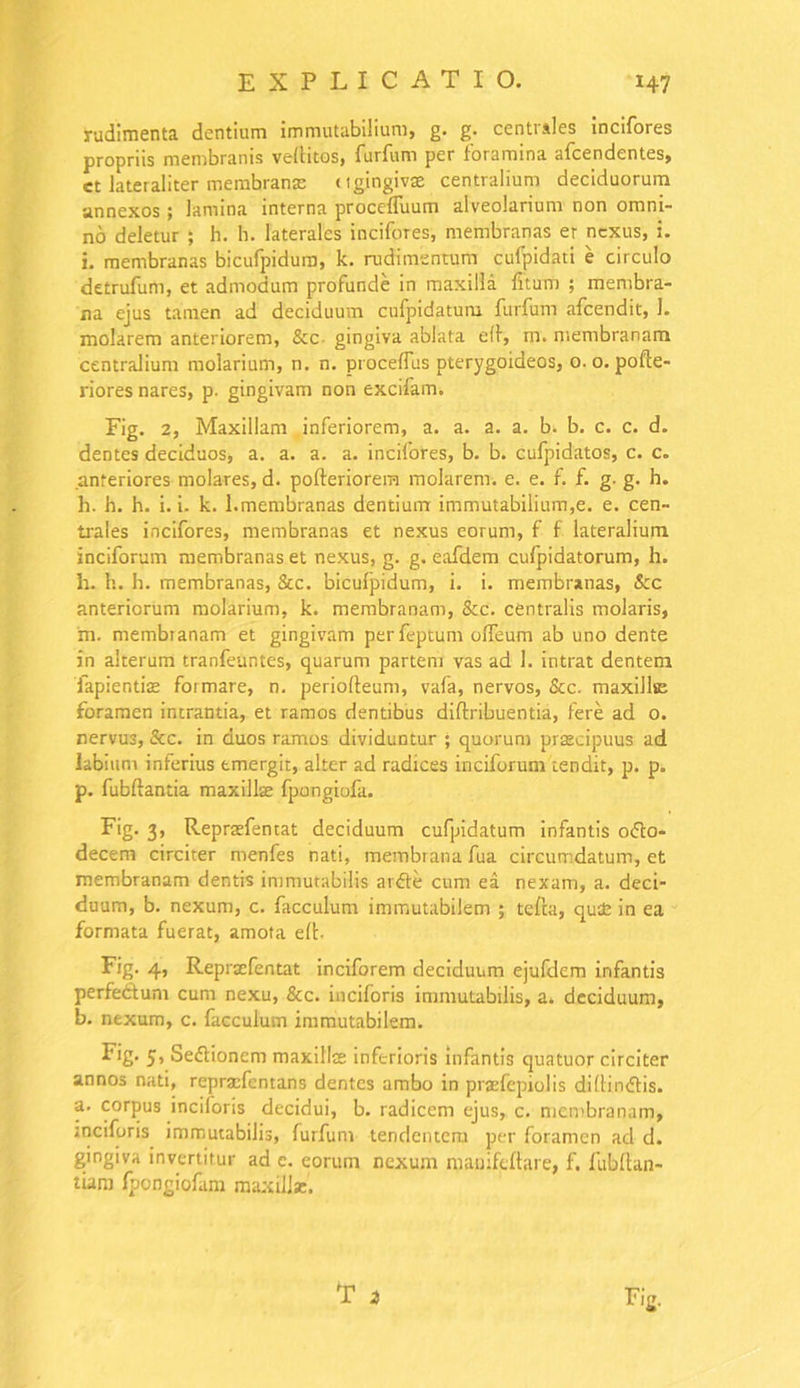 rudimenta dentium immutabilium, g. g. centrales incifores propriis membranis vellitos, Turium per toramina alcendentes, et lateraliter membrana: ugingivse centralium deciduorum annexos; lamina interna procefiuum alveolarium non omni- no deletur ; h. h. laterales incifores, membranas er nexus, i. i. membranas bicufpidum, k. rudimentum cufpidati e circulo detrufum, et admodum profunde in maxilla litum ; membra- na ejus tamen ad deciduum cufpidatum furfum afcendit, 1. molarem anteriorem, &c gingiva ablata e(T, m. membranam centralium molarium, n. n. proceffus pterygoideos, o. o. pofte- riores nares, p. gingivam non excilam. Fig. 2, Maxillam inferiorem, a. a. a. a. b. b. c. c. d. dentes deciduos, a. a. a. a. incifores, b. b. cufpidatos, c. c. anteriores molares, d. pofteriorem molarem, e. e. f. f. g. g. h. h. h. h. i. i. k. 1.membranas dentium immutabilium,e. e. cen- trales incifores, membranas et nexus eorum, f f lateralium inciforum membranas et nexus, g. g. eafdem cufpidatorum, h. h. h. h. membranas, Stc. bicufpidum, i. i. membranas, &cc anteriorum molarium, k. membranam, &c. centralis molaris, m. membranam et gingivam perfeptum olfeum ab uno dente in alterum tranfeuntes, quarum partem vas ad 1. intrat dentem iapientise formare, n. periofteum, vafa, nervos, &c. maxillse foramen intrantia, et ramos dentibus diftribuentia, fere ad o. nervus, 8cc. in duos ramos dividuntur ; quorum praecipuus ad labium inferius emergit, alter ad radices inciforum tendit, p. p. p. fubftantia maxillse fpongiofa. Fig. 3, Reprsefentat deciduum cufpidatum infantis ofto- decem circiter rnenfes nati, membrana fua circumdatum, et membranam dentis immutabilis ardle cum ea nexam, a. deci- duum, b. nexum, c. facculum immutabilem ; tefta, quse in ea formata fuerat, amota elt Fig. 4, Repraefentat inciforem deciduum ejufdem infantis perfeftum cum nexu, &c. inciforis immutabilis, a. deciduum, b. nexum, c. facculum immutabilem. P‘g- 5’ Seflionem maxillse inferioris infantis quatuor circiter annos nati, reprxfcntans dentes ambo in praefepiolis didin&is. a. corpus inciforis decidui, b. radicem ejus, c. membranam, inciforis immutabilis, furfum tendentem per foramen ad d. gingiva invertitur ad e. eorum nexum manifeltare, f. fubllan- tiam fpongiofam maxillse.