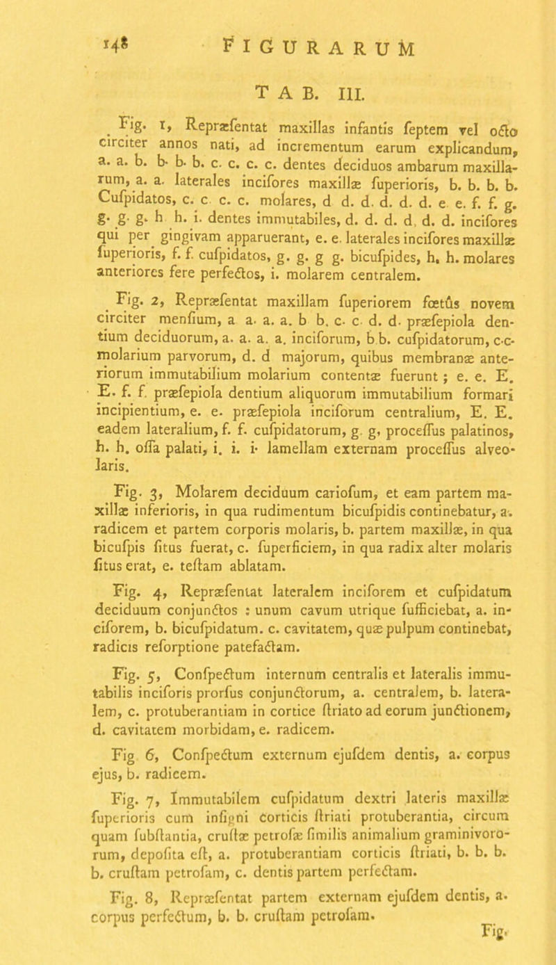 t A B. III. . Fig» t> Reprsfentat maxillas infantis feptem vel o£to circiter annos nati, ad incrementum earum explicandum, a. a. b. b- b. b. c. c. c. c. dentes deciduos ambarum maxilla- rum, a. a. laterales incifores maxillse fuperioris, b. b. b. b. Cufpidatos, c. c c. c. molares, d d. d. d. d. d. e e. f. f. g. S' _§■ E- h h* •• dentes immutabiles, d. d. d. d. d. d. incifores qui per. gingivam apparuerant, e. e. laterales incifores maxilla: fuperioris, f. f. cufpidatos, g. g. g g. bicufpides, h, h. molares anteriores fere perfedlos, i. molarem centralem. Fig. 2, Reprasfentat maxillam fuperiorem foetus novem circiter menfium, a a. a. a. b b. c- c- d. d- praefepiola den- tium deciduorum, a. a. a. a. inciforum, b b. cufpidatorum, c-c- molarium parvorum, d. d majorum, quibus membranae ante- riorum immutabilium molarium contenta: fuerunt; e. e. E. E. f. f. praefepiola dentium aliquorum immutabilium formari incipientium, e. e. praefepiola inciforum centralium, E. E. eadem lateralium, f. f. cufpidatorum, g. g, proceflus palatinos, h. h. offa palati, i. i. i- lamellam externam proceflus alveo- laris. Fig. 3, Molarem deciduum canofum, et eam partem ma- xillae inferioris, in qua rudimentum bicufpidis continebatur, a. radicem et partem corporis molaris, b. partem maxillae, in qua bicufpis fitus fuerat, c. fuperficiem, in qua radix alter molaris fitus erat, e. tertam ablatam. Fig. 4, Reprasfentat lateralem inciforem et cufpidatum deciduum conjumrtos : unum cavum utrique fufficiebat, a. in- ciforem, b. bicufpidatum. c. cavitatem, quffipulpum continebat, radicis reforptione patefadtam. Fig. 5, Confpefhim internum centralis et lateralis immu- tabilis inciforis prorfus conjundtorum, a. centralem, b. latera- lem, c. protuberandam in cortice ftriato ad eorum junftionem, d. cavitatem morbidam, e. radicem. Fig 6, Confpedtum externum ejufdem dentis, a. corpus ejus, b. radicem. Fig. 7, Immutabilem cufpidatum dextri lateris maxilla: fuperioris cum iniigfti corticis rtriati protuberantia, circum quam fubrtantia, crurtas petrofe fimilis animalium graminivoro- rum, depolita ert, a. protuberandam corticis ftriau, b. b. b. b. cruftam petrofam, c. dentis partem pcrfedtam. Fig. 8, Reprxfentat partem externam ejufdem dentis, a. corpus perfeftum, b. b. cruftam petrolam.