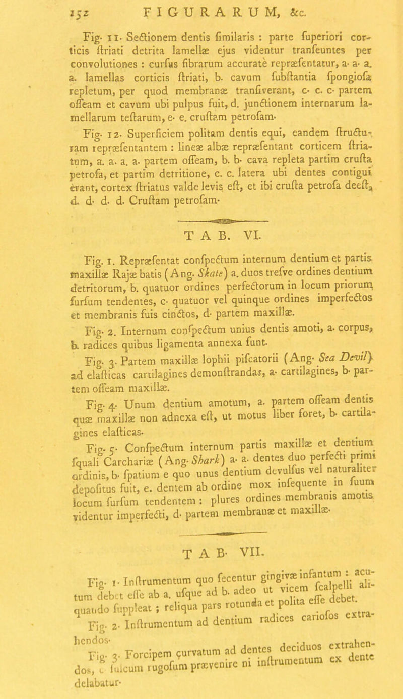 FIGURARUM, &c. i$z Fig- ii. Sertionem dentis fimilaris : parte fuperiori cor- ticis ftriati detrita lamellae ejus videntur tranfeuntes per convolutiones : curfus fibrarum accurate repraefentatur, a- a- a. a. lamellas corticis ftriati, b. cavum fubftantia fpongiofa repletum, per quod membranae tranfiverant, c- c. c- partem offeam et cavum ubi pulpus fuit, d. junrtionem internarum la- mellarum teftarum, e- e. cruftam petrofam. Fig- 12- Superficiem politam dentis equi, eandem ftrurtu- ram ieprasfentantem : lineae albae repraefentant corticem ftria- tum, a. a. a. a- partem ofleam, b. b- cava repleta partim crufta petrofa, et partim detritione, c. c. latera ubi dentes contigui erant, cortex ftriatus valde levis eft, et ibi crufta petrofa deefta d. d- d- d. Cruftam petrofam- T A B. VI. Fig. i. Repratfentat confpeftum internum dentium et partis maxillae Rajae batis (A ng. State) a. duos trefve ordines dentium detritorum, b. quatuor ordines perfertorum in locum priorum, furfum tendentes, c- quatuor vel quinque ordines imperfertos et membranis fuis cinrtos, d- partem maxillae. Fig- 2. Internum confpertum unius dentis amoti, a. corpus, b. radices quibus ligamenta annexa funt. Fig- 3. Partem maxillae lophii pifcatorii (Ang- Sea Devi/} ad elafticas cartilagines demonftrandar, a- cartilagines, b- pai- tem ofleam maxillae. Fig- 4- Unum dantium amotum, a. partem ofleam dentis quae maxillae non adnexa eft, ut motus liber foret, b- cartila- gines elafticas. Fig- c- Confpertum internum partis maxillae et dentium, fquali Carcharix (Ang■ Shark) a- a- dentes duo perfert, primi ordinis, b- fpatium e quo unus dentium dcvulfus vel naturaliter depofitus fuit, e. dentem ab ordine mox infequente in fuum locum furfum tendentem : plures ordines membranis amotis videntur imperferti, d- partem membranae et maxillae- T A B- VII. Fig- i- Inftrumentum quo fecentur gingivaei^n»»™ j ^ ,„m debet eflc ab a. ufquc ad b. adeo u. v,eem fag nuai.do fuppleat; reliqua para rotunda et pol,ta cteM* Fio. Inilrumcntum ad dentium radices carrulis Forcipem curvatum ad dentes deciduos «traben- dosvc Iuleum,Sgofump-xveuircui indruureutum ex delabatur-