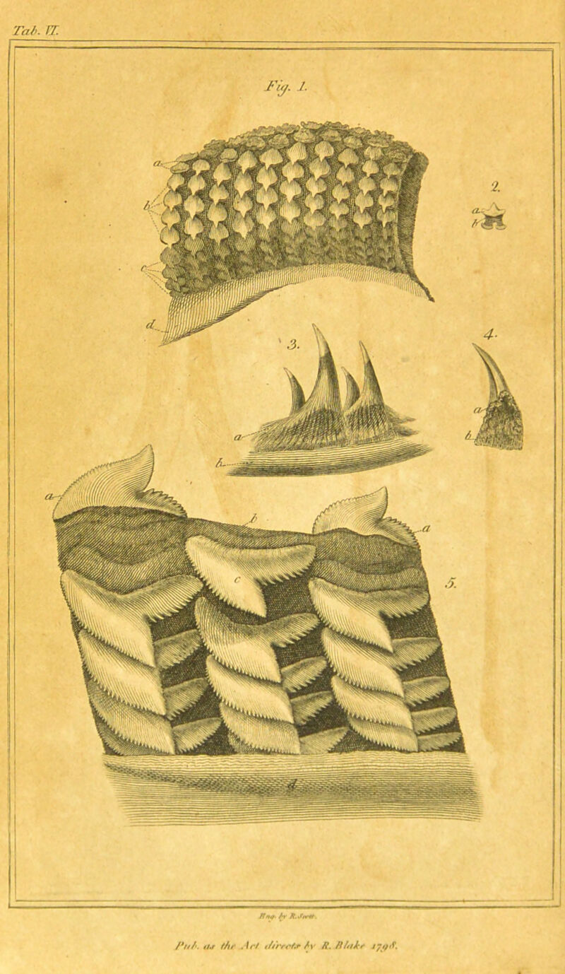 Tai. IT. FiT '■ Rrttf- /•»' R. ferit. /W». 4te thr . \rt tf/rrct,r /r i?. /i/tiJcs j^iP.