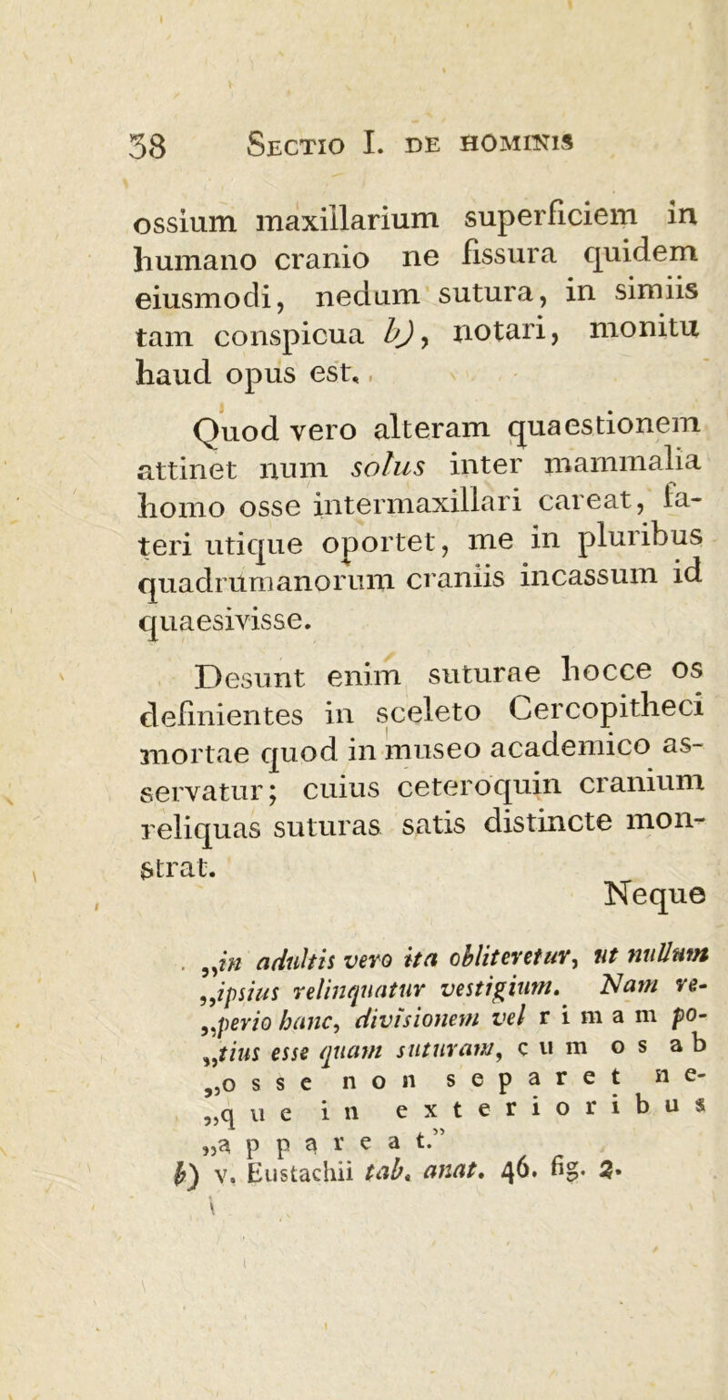 ossium maxillarium superficiem in humano cranio ne fissura quidem eiusmodi, nedum sutura, in simiis tam conspicua b), notari, monitu haud opus est,, Quod vero alteram quaestionem attinet num solus inter mammalia homo osse intermaxillari careat, la- teri utique oportet, me in pluribus quadrumanorum craniis incassum id quaesivisse. Desunt enim suturae hocce os definientes in sceleto Cercopitheci mortae quod in museo academico as- servatur ; cuius ceteroquin cranium reliquas suturas satis distincte mon- strat. Neque . „in adultis vero ita obliteretur, ut nullum ,,ipsius relinquatur vestigium. Nam ve- 9,perio hanc, divisionem vel rima m po- „tius esse quam suturam, cum os ab „o s s e non separet ne- „q u e in exterioribus p p 3 r e a t.” b) v. Eustachii tab« anat, 4^» 3«