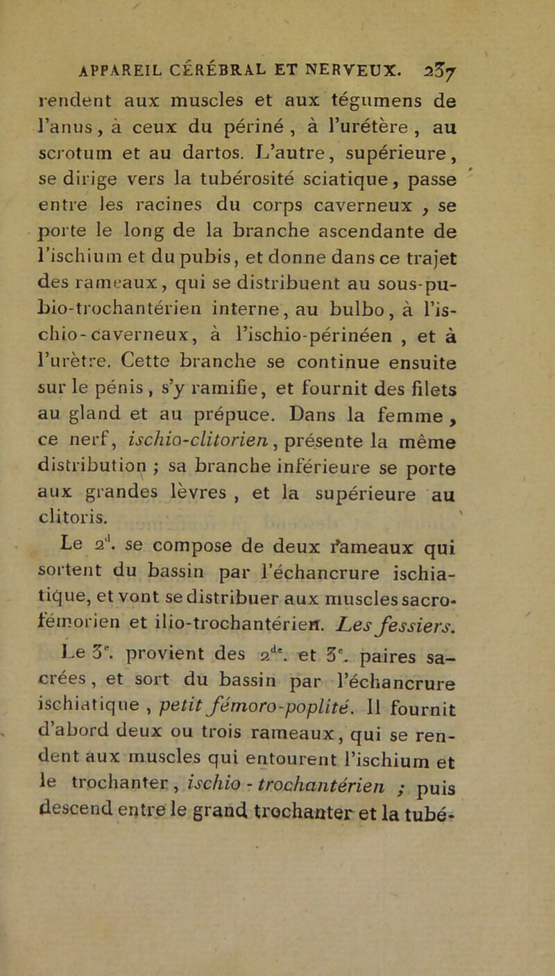 rendent aux muscles et aux tégumens de l’anus, à ceux du périné , à l’urétère , au scrotum et au dartos. L’autre, supérieure, se dirige vers la tubérosité sciatique, passe entre les racines du corps caverneux , se porte le long de la branche ascendante de l’ischium et du pubis, et donne dans ce trajet des rameaux, qui se distribuent au sous-pu- hio-trochantérien interne, au bulbo,à l’is- chio-caverneux, à l’ischio-périnéen , et à l’urètre. Cette branche se continue ensuite sur le pénis , s’y ramifie, et fournit des filets au gland et au prépuce. Dans la femme , ce nerf, ischio-clitorien, présente la même distribution ; sa branche inférieure se porte aux grandes lèvres , et la supérieure au clitoris. Le q'1. se compose de deux fameaux qui sortent du bassin par l’échancrure ischia- tique, et vont se distribuer aux muscles sacro- fémorien et ilio-trochantérien. Les fessiers. Le 5e. provient des ade. et 3e. paires sa- crées, et sort du bassin par l’échancrure ischiatique , petit fémoro-poplité. 11 fournit d’abord deux ou trois rameaux, qui se ren- dent aux muscles qui entourent l’ischium et le trochanter , ischio - trochantérien ; puis descend entre le grand trochanter et la tubé-