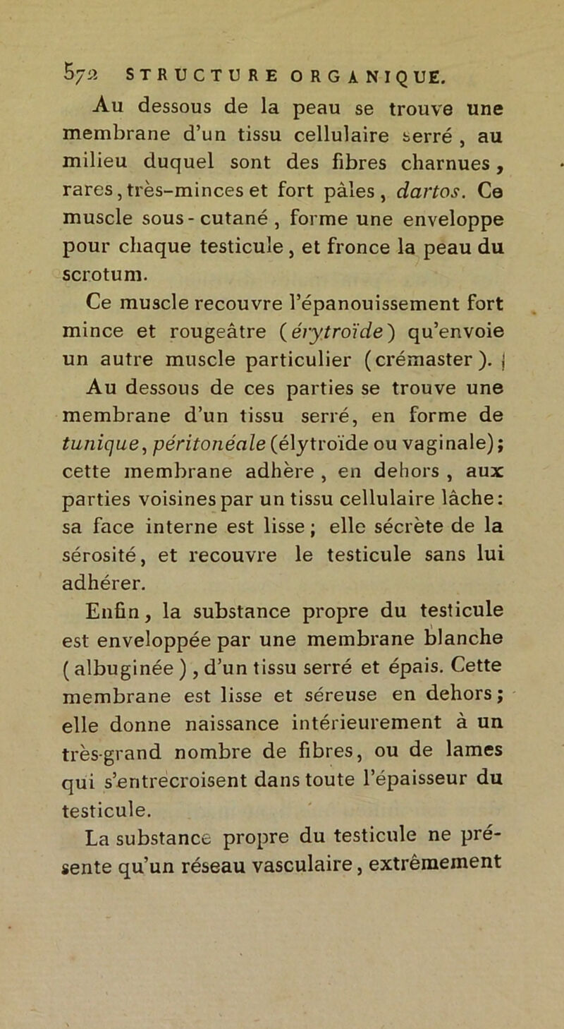 Au dessous de la peau se trouve une membrane d’un tissu cellulaire serré , au milieu duquel sont des fibres charnues, rares, très-minces et fort pâles, dartos. Ce muscle sous-cutané, forme une enveloppe pour chaque testicule, et fronce la peau du scrotum. Ce muscle recouvre l’épanouissement fort mince et rougeâtre (érytroïde) qu’envoie un autre muscle particulier (crémaster). j Au dessous de ces parties se trouve une membrane d’un tissu serré, en forme de tunique, péritonéale (élytroïde ou vaginale); cette membrane adhère , en dehors , aux parties voisines par un tissu cellulaire lâche : sa face interne est lisse ; elle sécrète de la sérosité, et recouvre le testicule sans lui adhérer. Enfin, la substance propre du testicule est enveloppée par une membrane blanche ( albuginée ), d’un tissu serré et épais. Cette membrane est lisse et séreuse en dehors; elle donne naissance intérieurement à un très-grand nombre de fibres, ou de lames qui s’entrecroisent dans toute l’épaisseur du testicule. La substance propre du testicule ne pré- sente qu’un réseau vasculaire, extrêmement