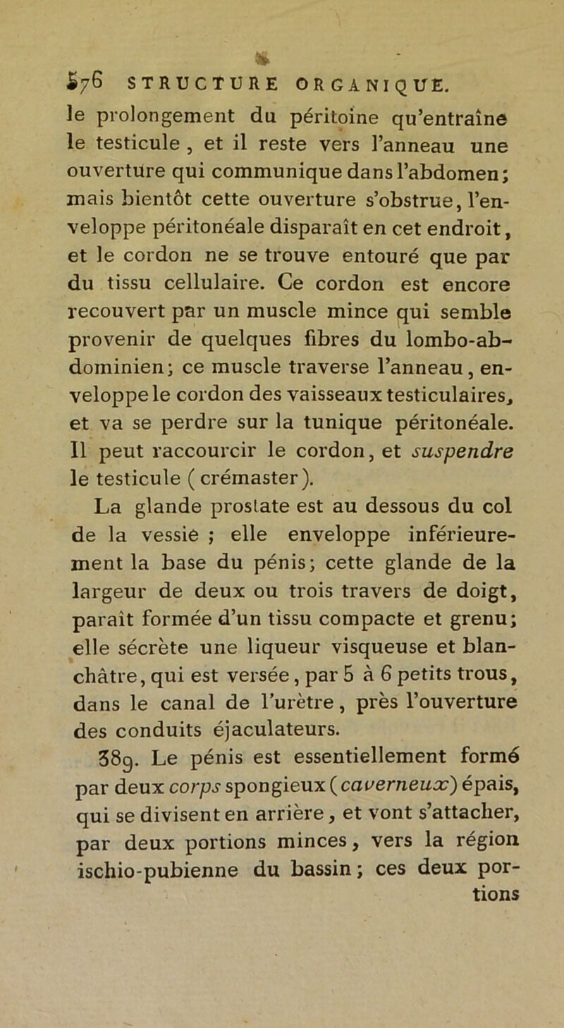 le prolongement du péritoine qu’entraîne le testicule , et il reste vers l’anneau une ouverture qui communique dans l’abdomen; mais bientôt cette ouverture s’obstrue, l’en- veloppe péritonéale disparaît en cet endroit, et le cordon ne se trouve entouré que par du tissu cellulaire. Ce cordon est encore recouvert par un muscle mince qui semble provenir de quelques fibres du lombo-ab- dominien; ce muscle traverse l’anneau, en- veloppe le cordon des vaisseaux testiculaires, et va se perdre sur la tunique péritonéale. Il peut raccourcir le cordon, et suspendre le testicule (crémaster). La glande prostate est au dessous du col de la vessie ; elle enveloppe inférieure- ment la base du pénis; cette glande de la largeur de deux ou trois travers de doigt, paraît formée d’un tissu compacte et grenu; elle sécrète une liqueur visqueuse et blan- châtre , qui est versée, par 5 à 6 petits trous, dans le canal de l’urètre, près l’ouverture des conduits éjaculateurs. 38g. Le pénis est essentiellement formé par deux corps spongieux ( caverneux) épais, qui se divisent en arrière, et vont s’attacher, par deux portions minces, vers la région ischio-pubienne du bassin ; ces deux por- tions